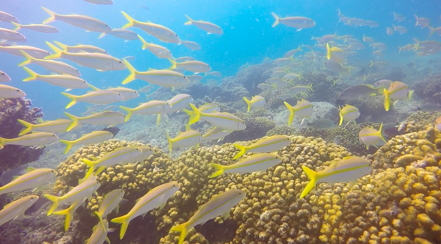 Cabo San Lucas Beginner Scuba Diving Experience