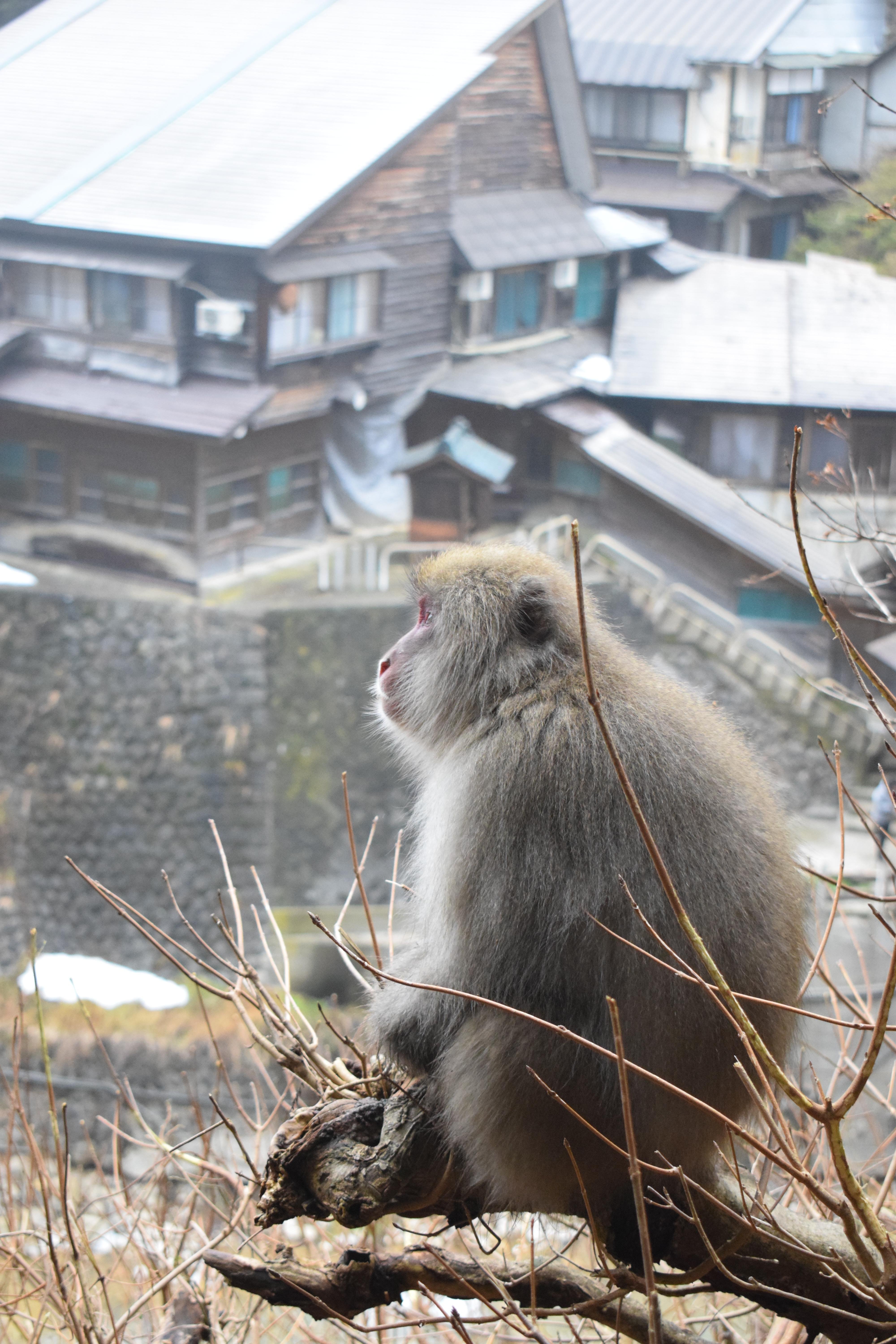 Nagano Snow Monkeys & Hidden Gems Private Day Tour