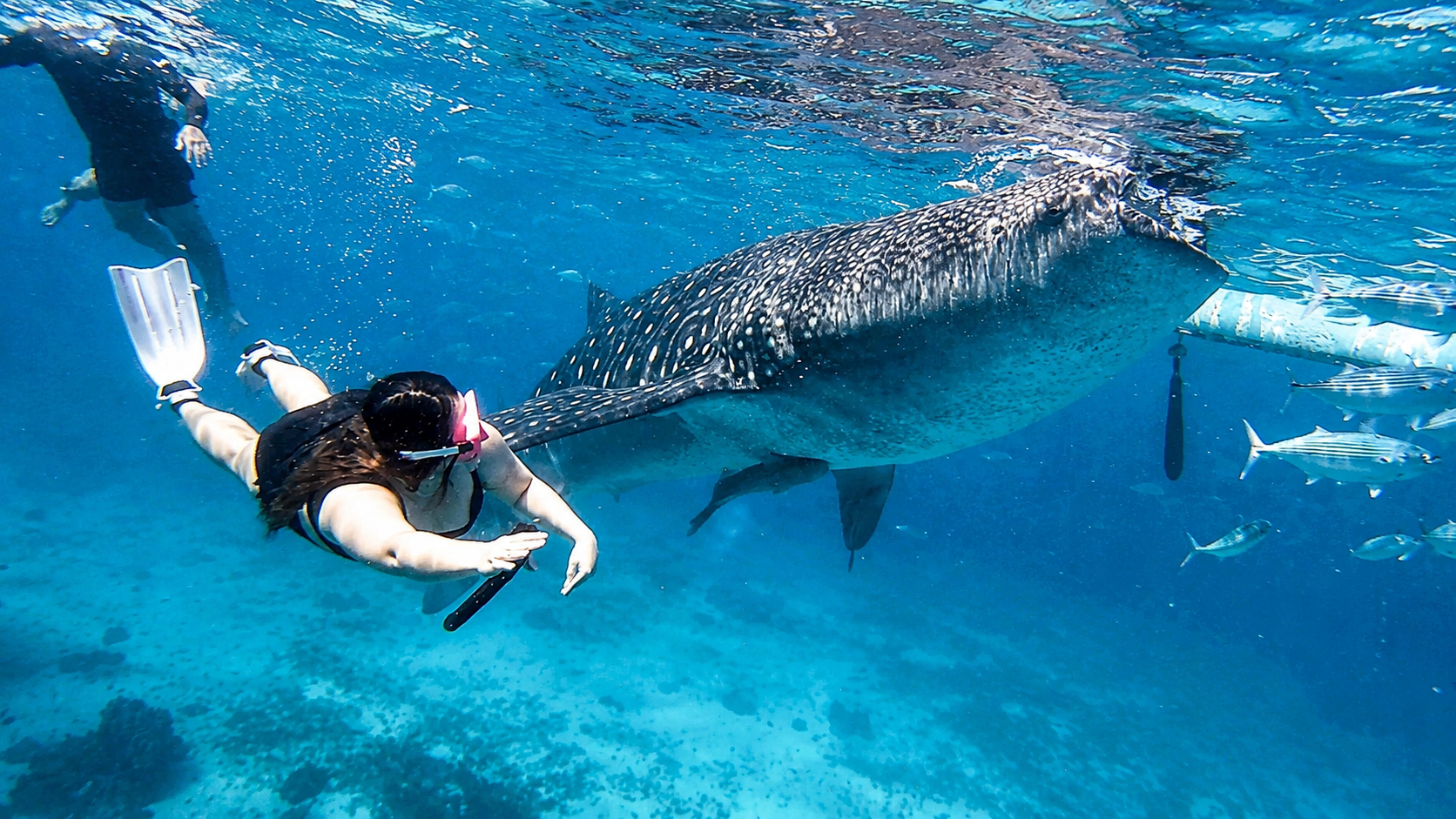 Cebu: Whale Sharks, Tumalog Falls & Sumilon Island Day Tour