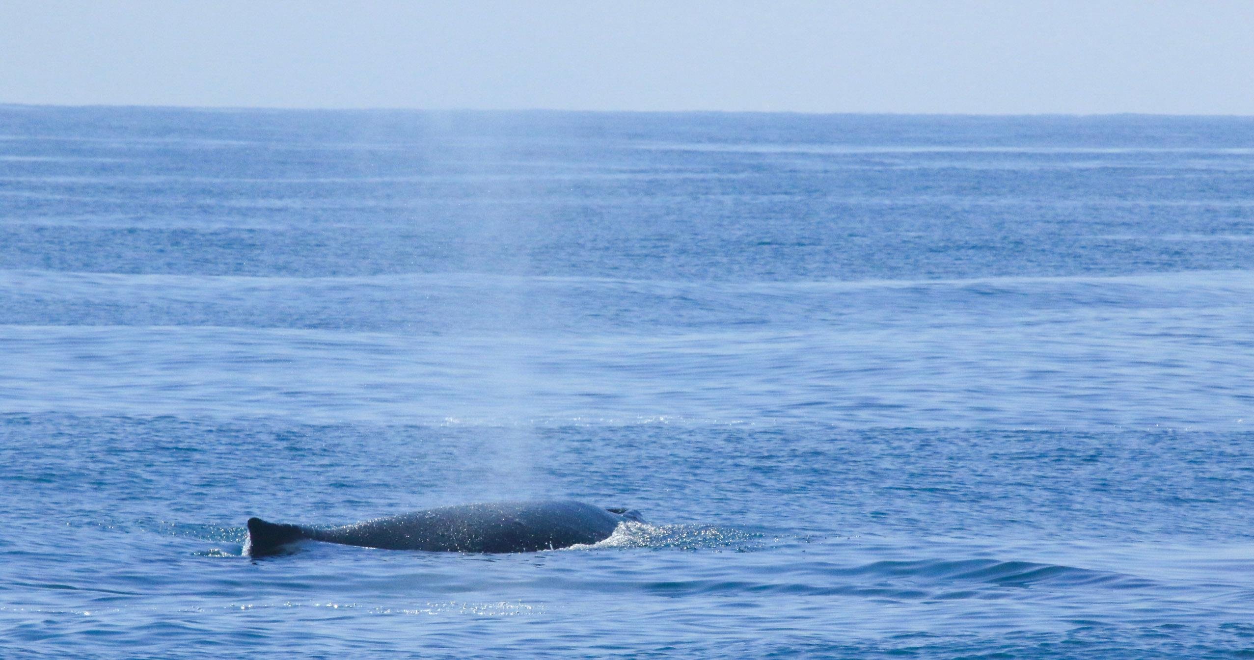 A whale's spout and back on a calm blue sea