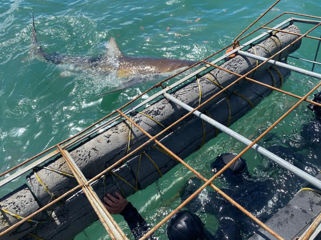 Private Shark Cage Diving Day Tour from Cape Town