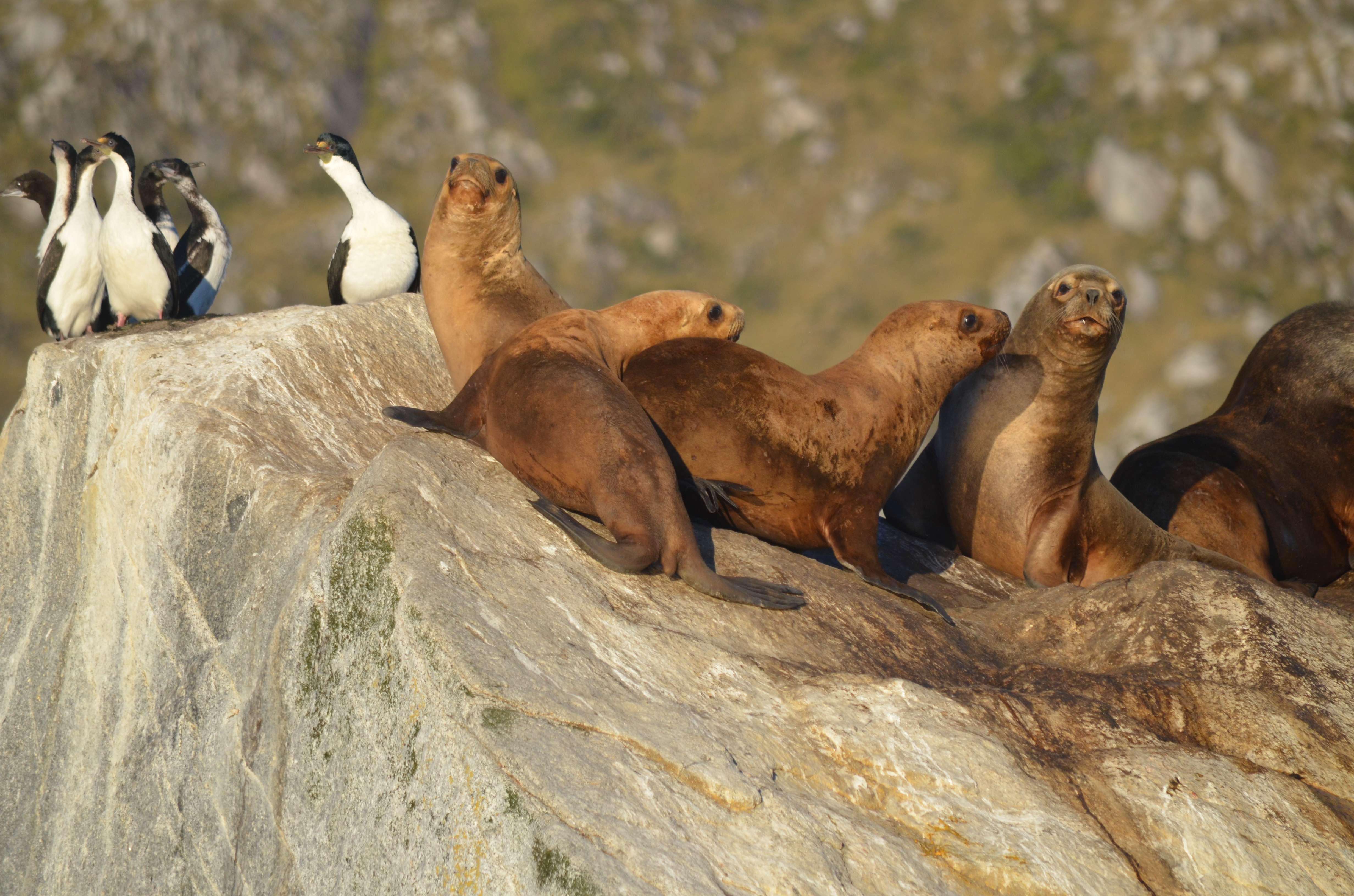 Beagle Channel Catamaran Experience