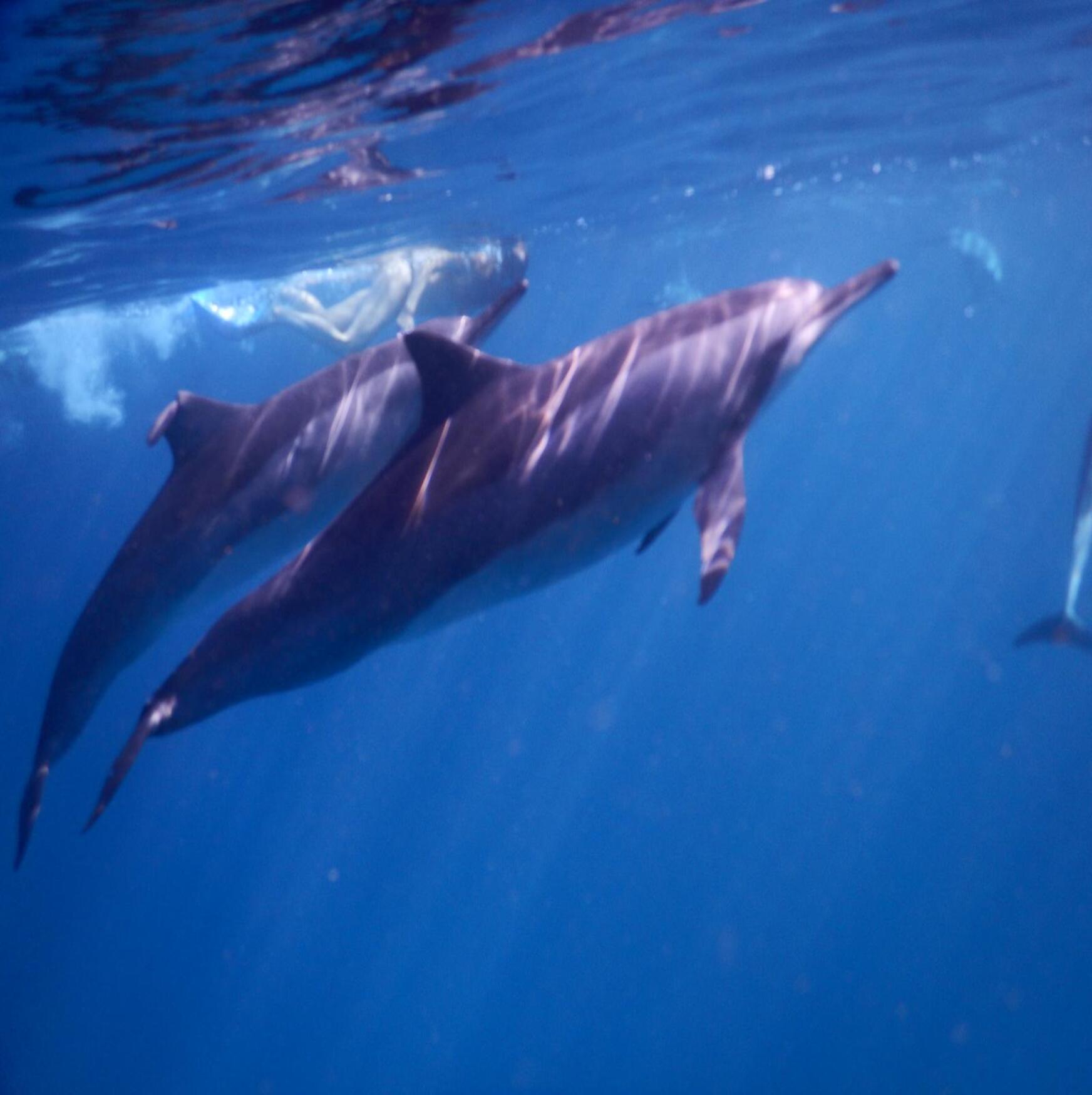 Private Dolphin Watching & Swimming Experience