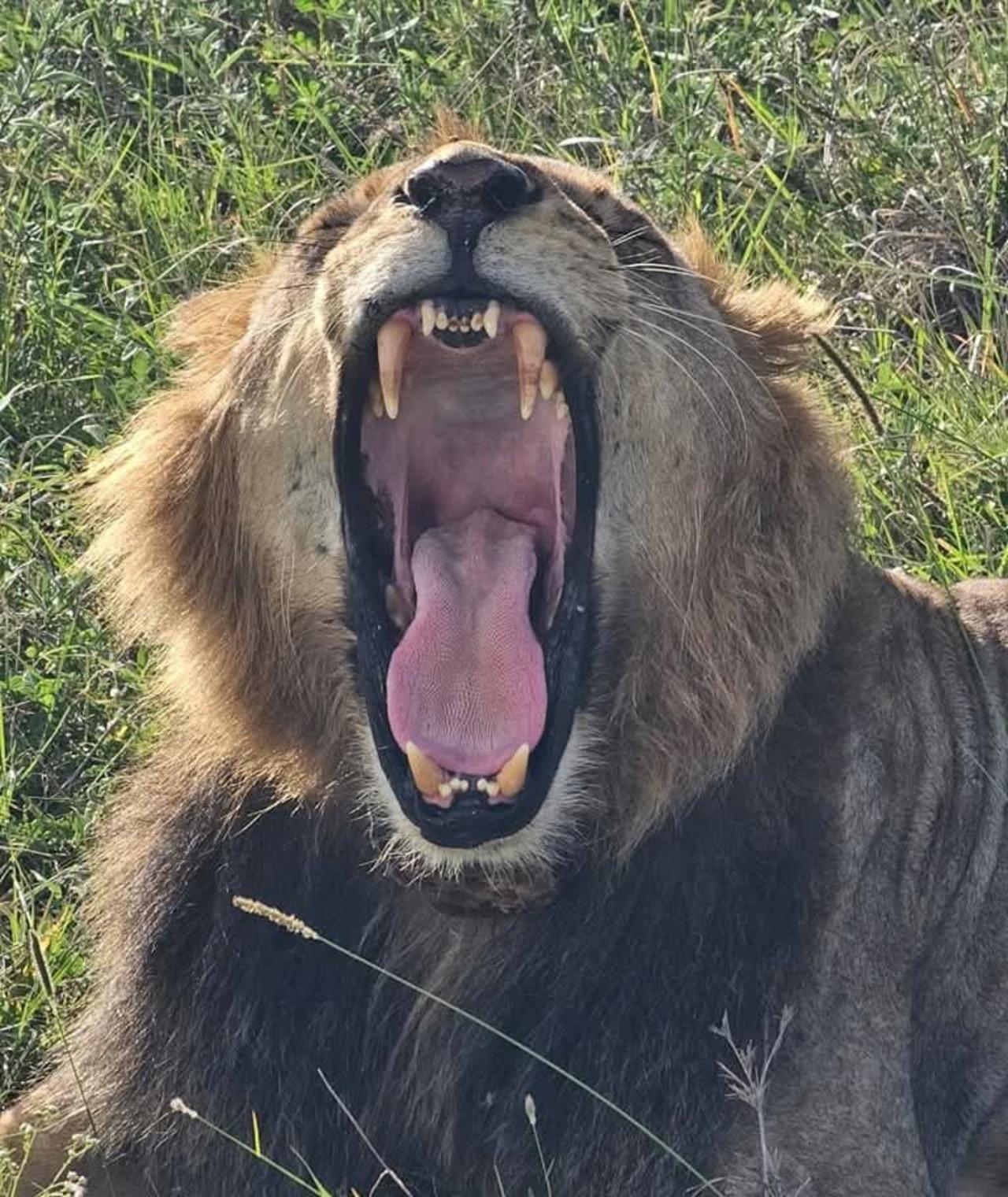 Nairobi National Park Half-Day Wildlife Safari