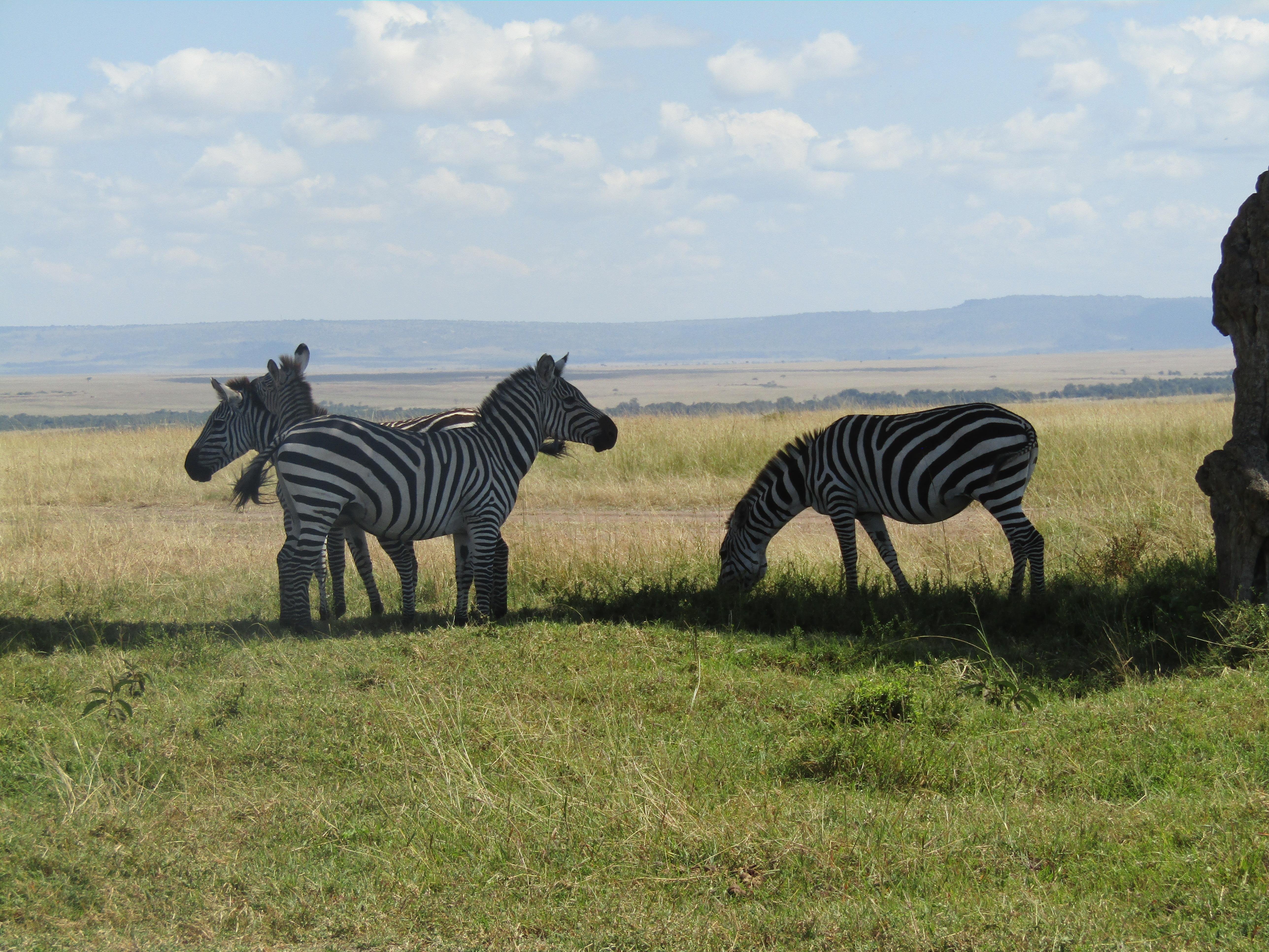 3-Day Masai Mara Safari Adventure from Nairobi