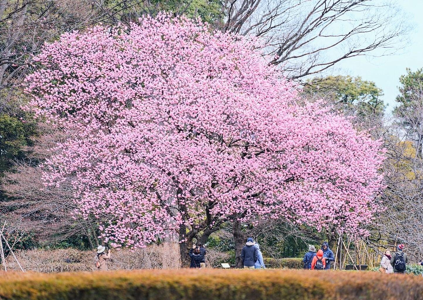 Edo Castle & Imperial Palace Shogun Walking Tour