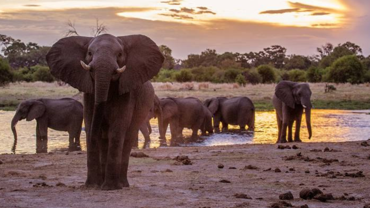 Akagera National Park Full-Day Safari from Kigali