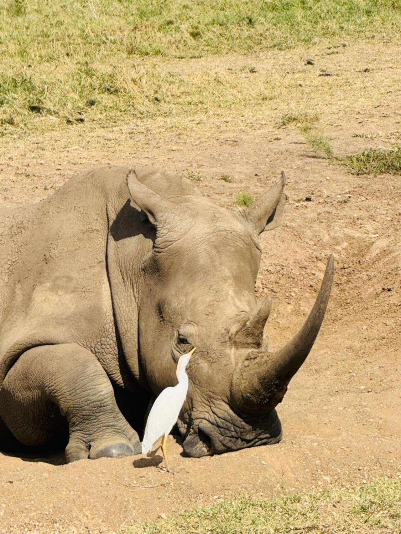 Nairobi National Park 5-Hour 4x4 Wildlife Safari