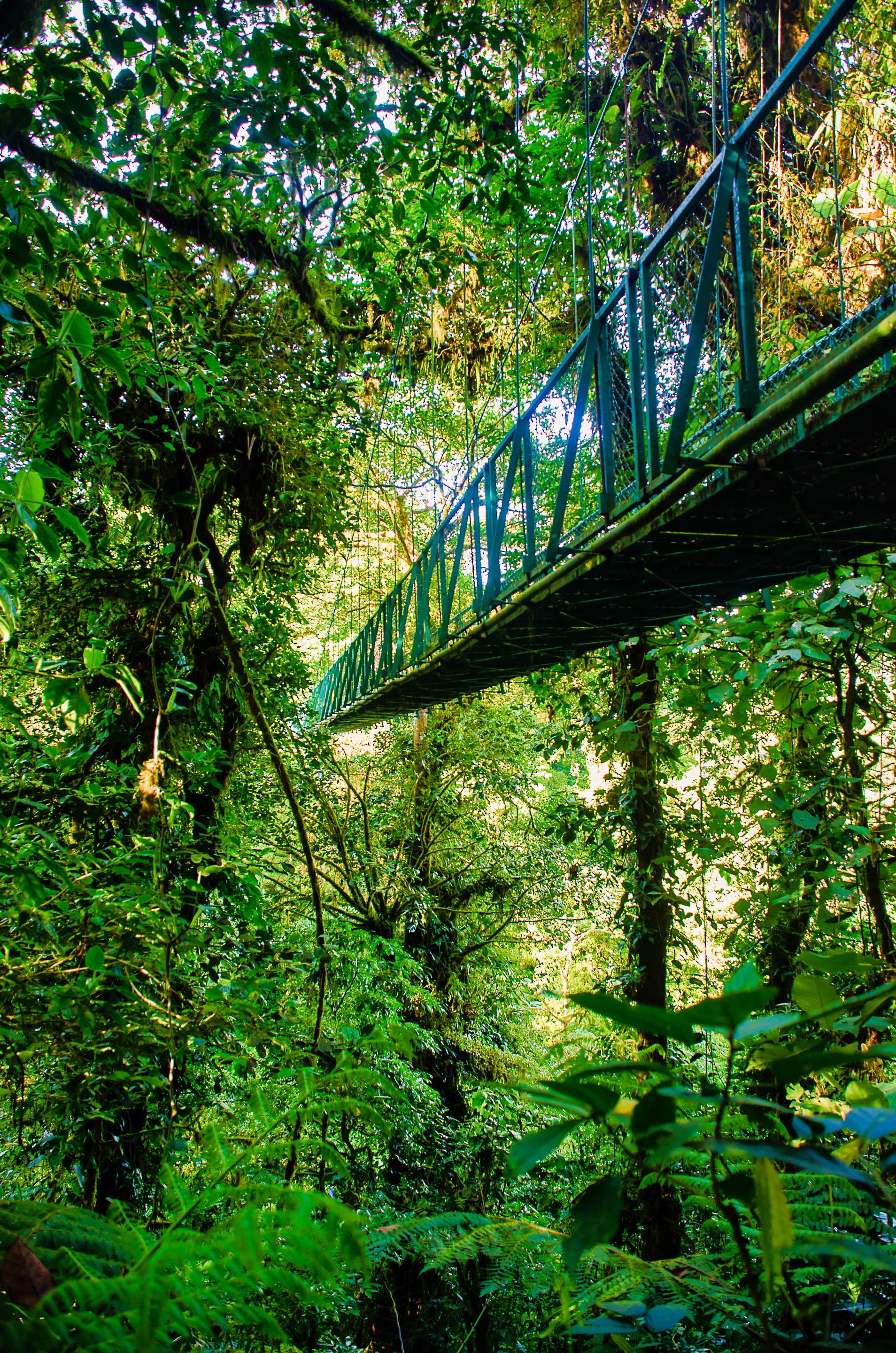Monteverde Selvatura Park Gold Experience: Zip Lines & Hanging Bridges