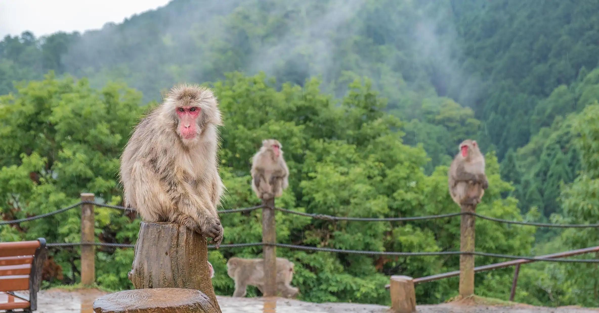 Nagano Snow Monkey Private Day Tour from Tokyo