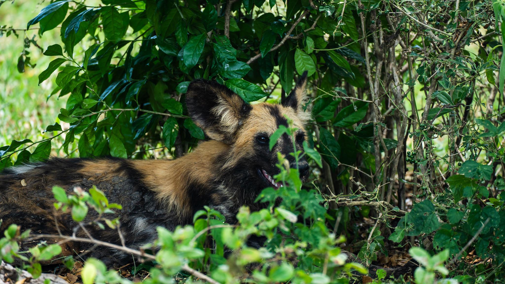 Zanzibar to Selous: Full-Day Safari with Bush Lunch (+ 2-Day Option)