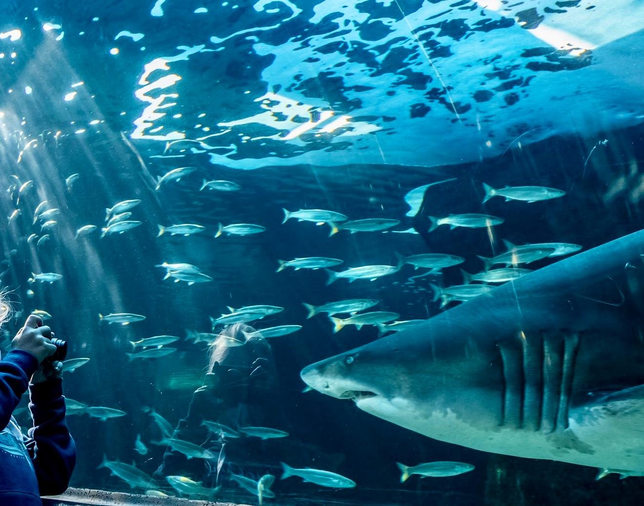 Cape Town City Pass: Unlock 80+ Attractions & Save Big