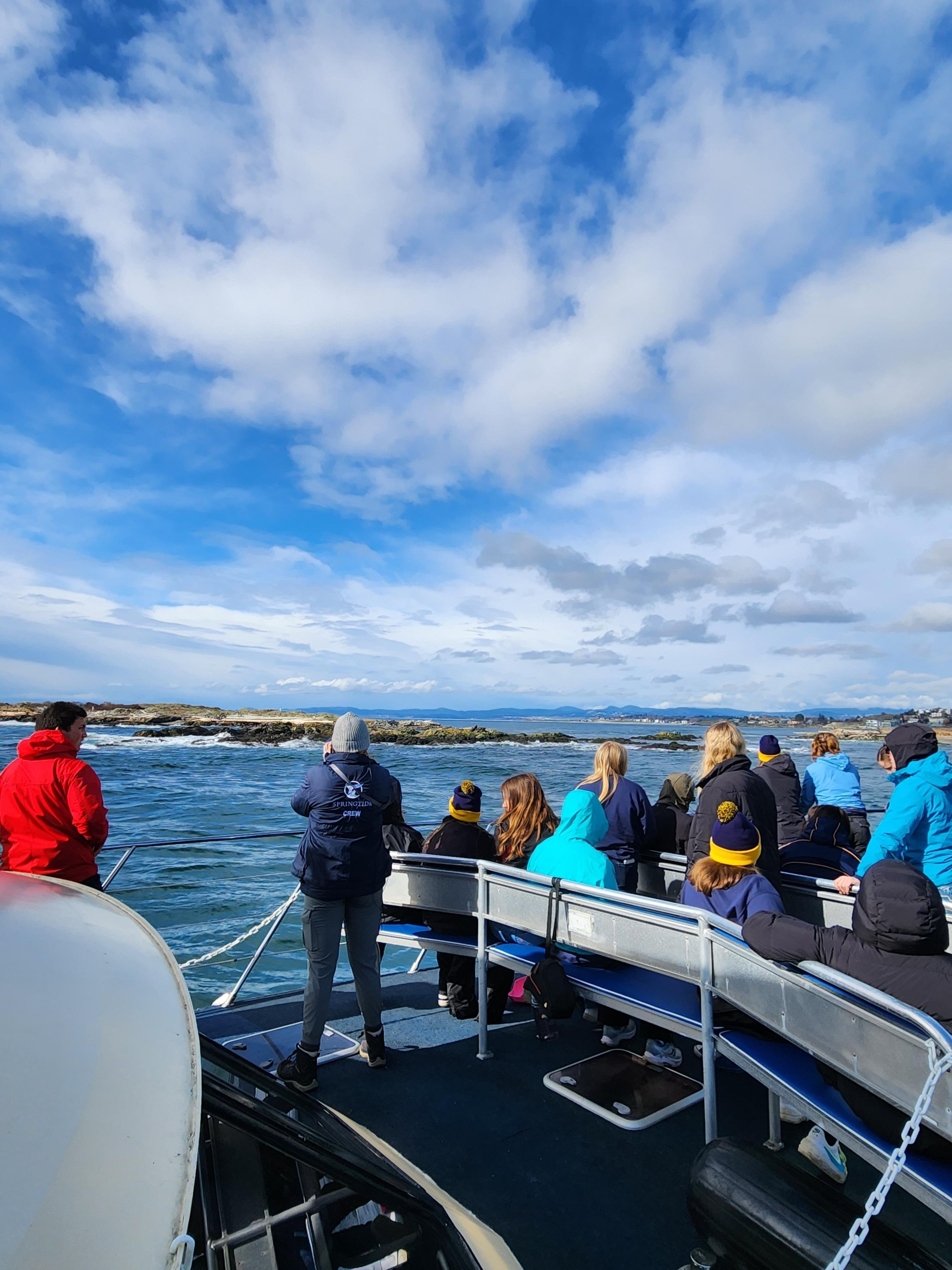 Victoria whale watching tour — orcas and marine wildlife in the Salish Sea — image 16