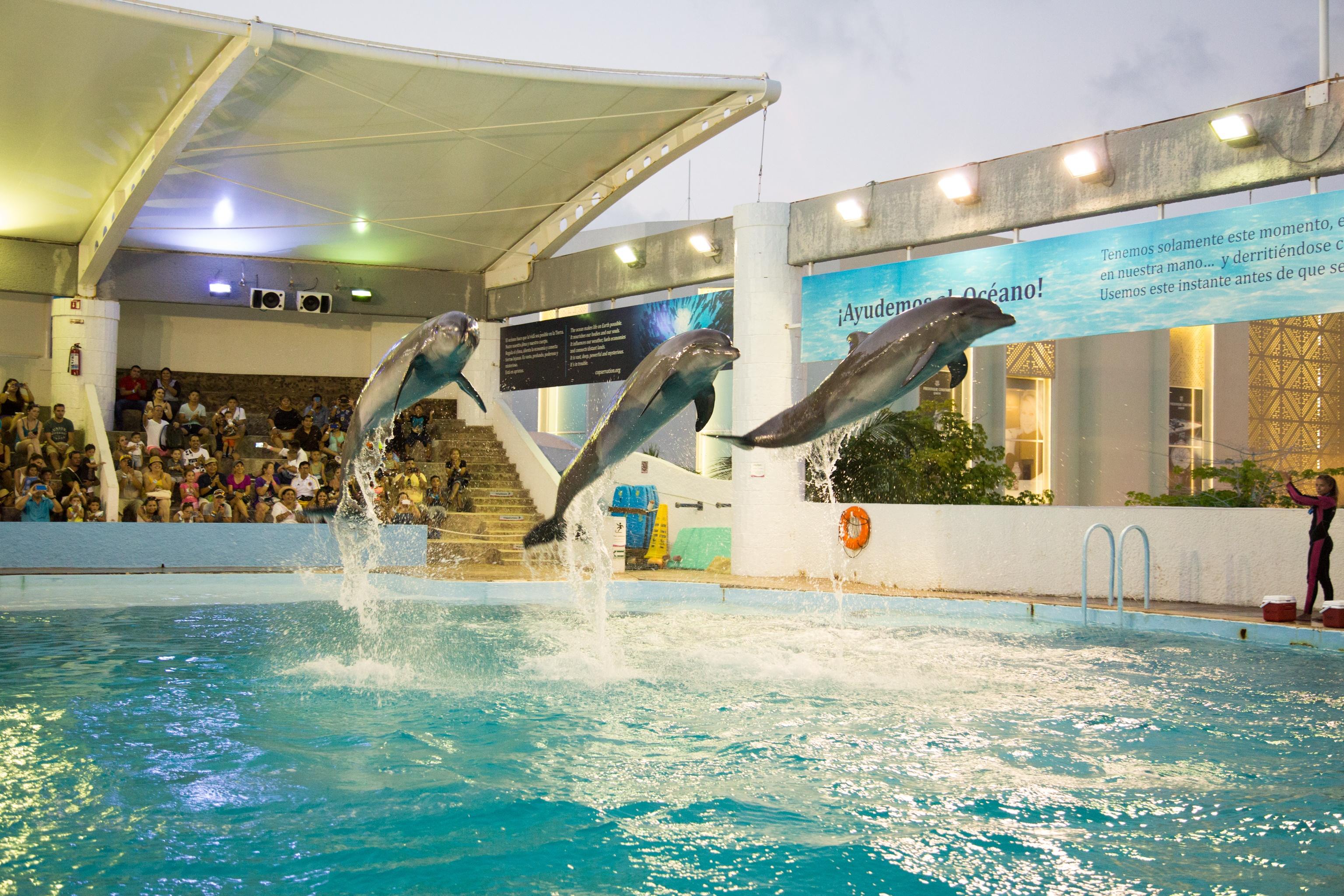 Interactive Aquarium Cancún with Dolphin Show
