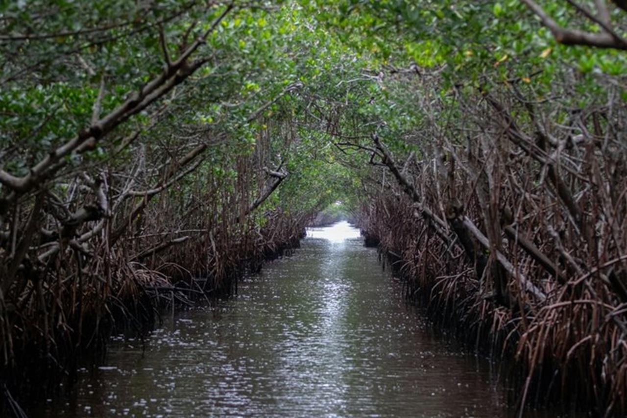 Everglades Small-Group Expedition: Airboat & Gator Show from Miami