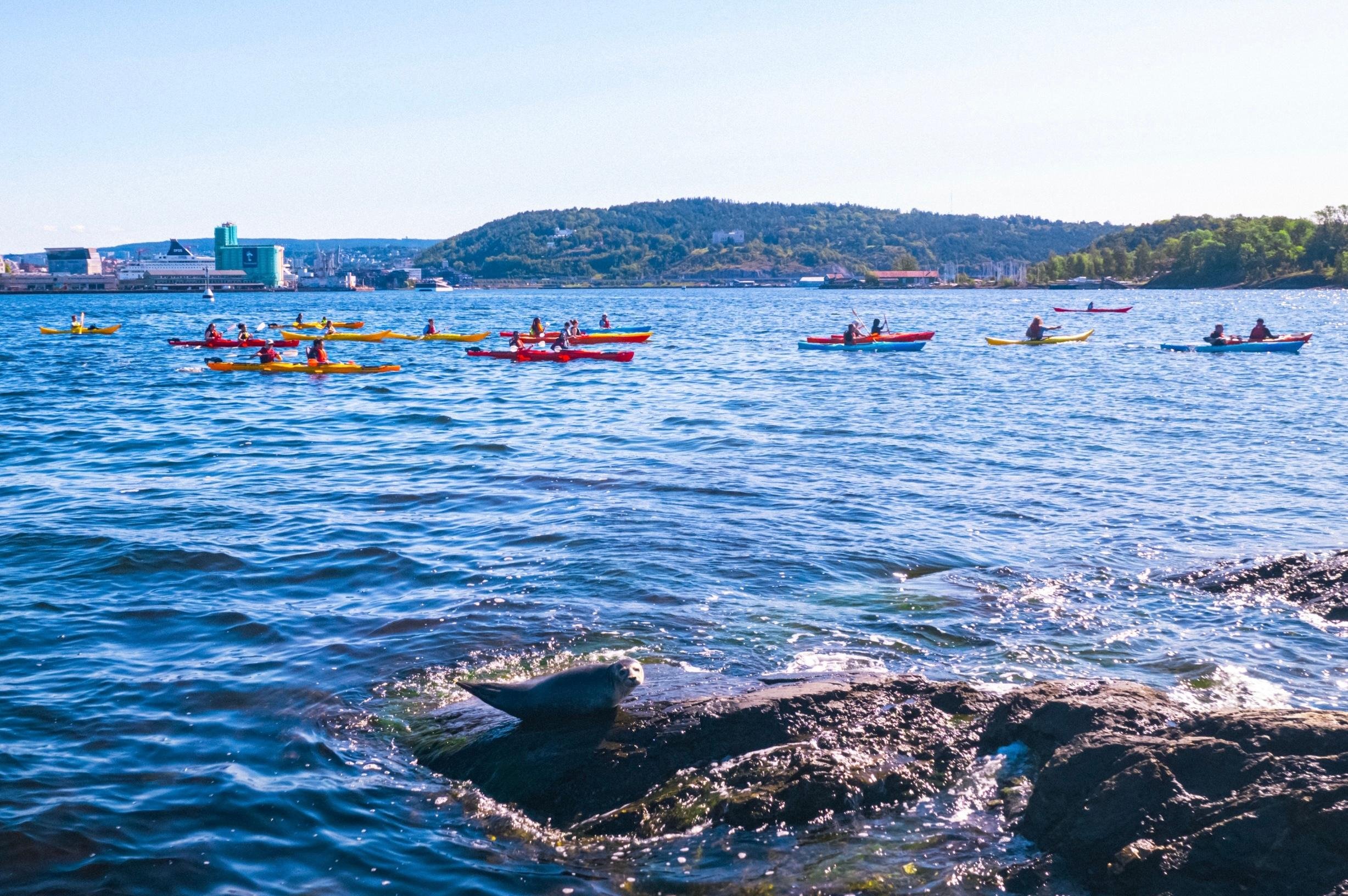 Oslo Sea Kayak Tour “Fjord City” - 2026 (Verified Reviews)