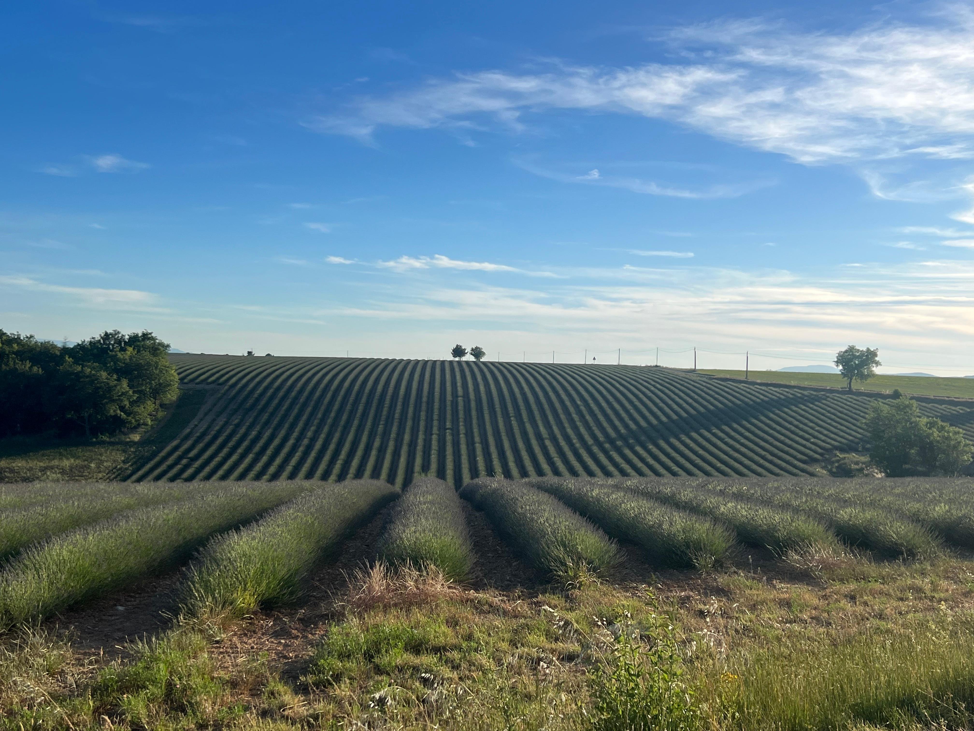 Valensole lavender fields in Provence — guided lavender tour photo 11