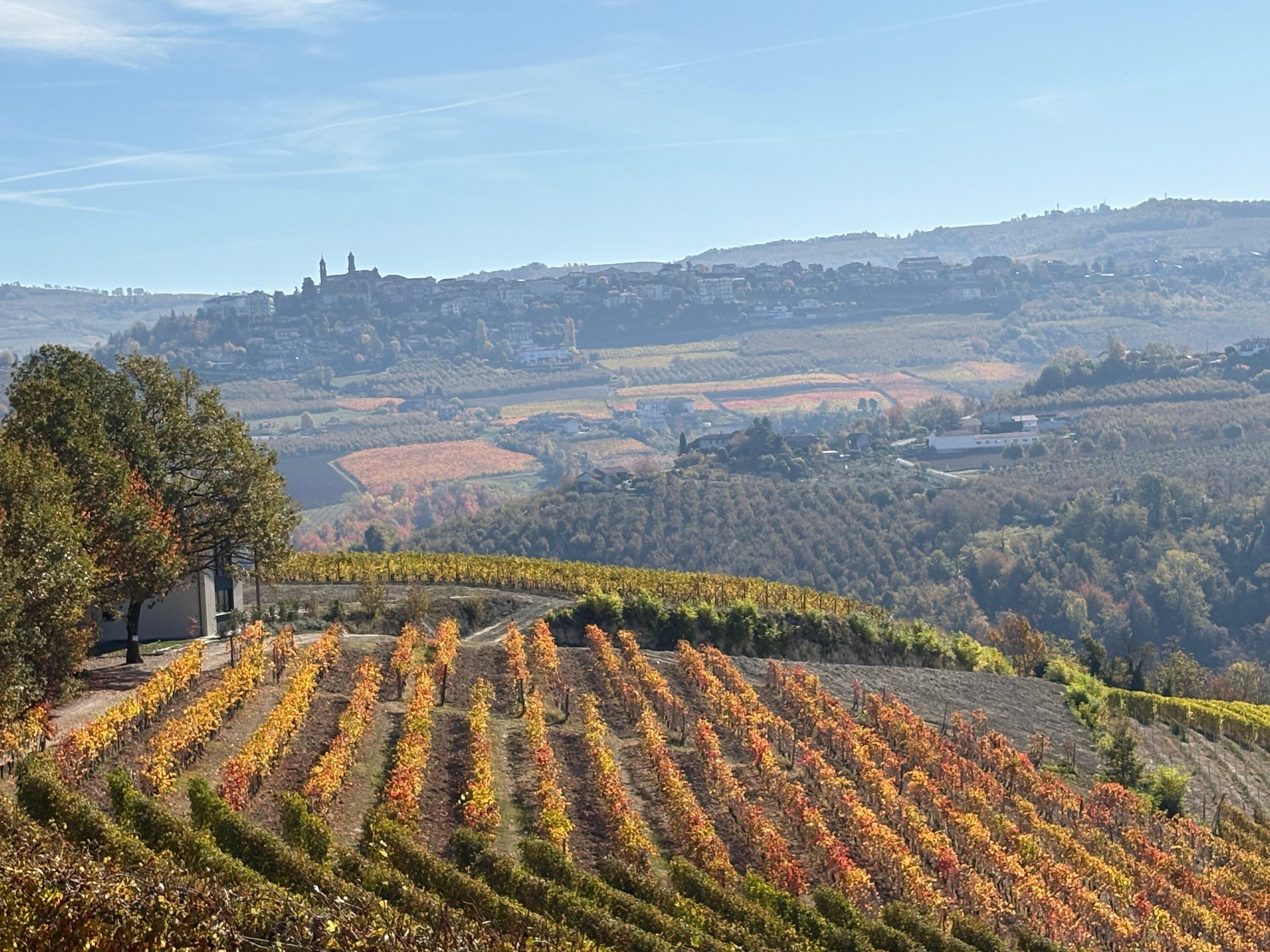 Langhe Vineyard Walk & Wine Tasting with Cheese