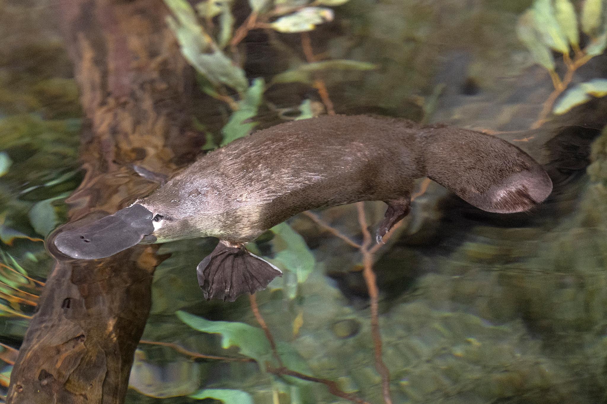 San Diego Zoo admission — animals and habitats in Balboa Park, San Diego — photo 10