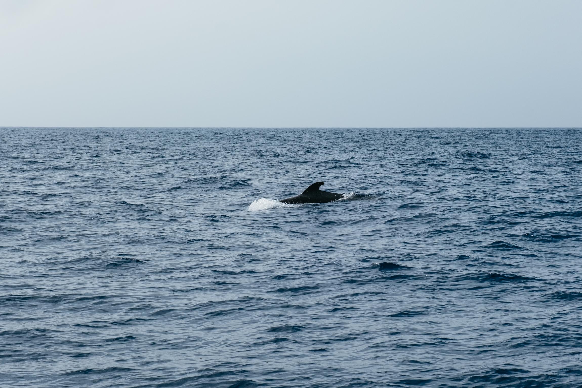 Eco-Friendly Whale & Dolphin Catamaran Cruise in Costa Adeje