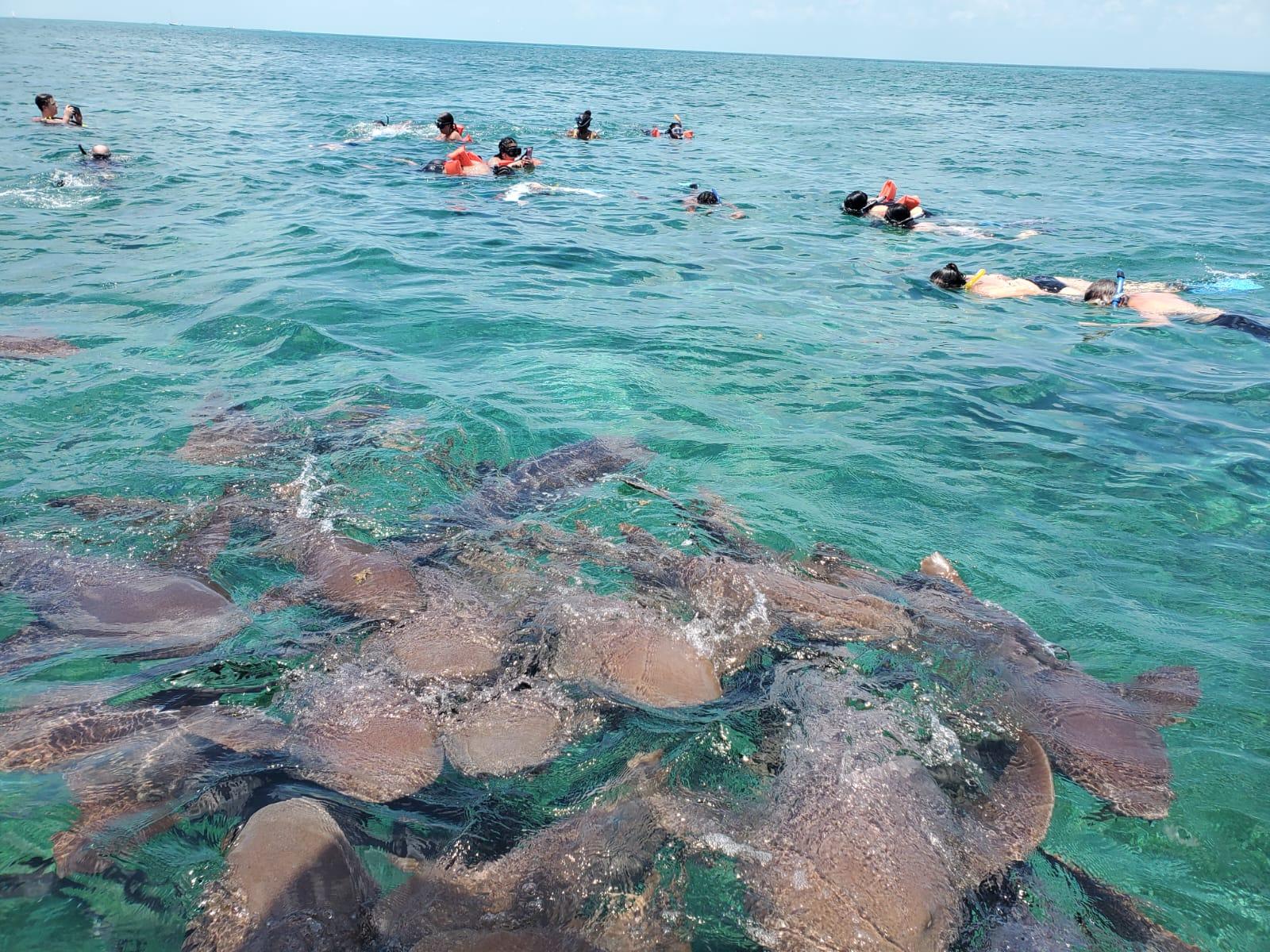 Caye Caulker Snorkeling: Sharks, Rays & Coral Gardens