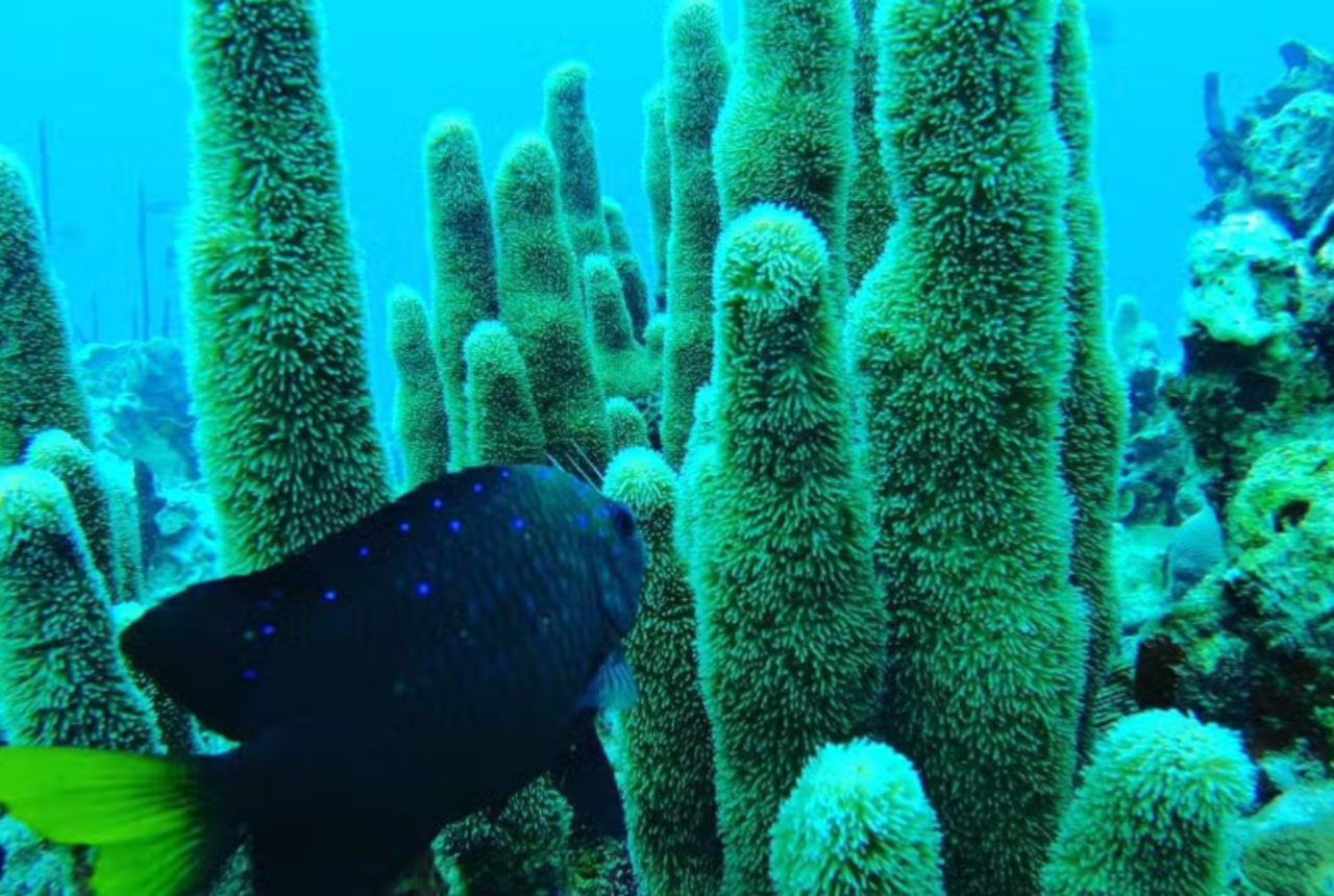 Private PADI Open Water Certification in Punta Cana