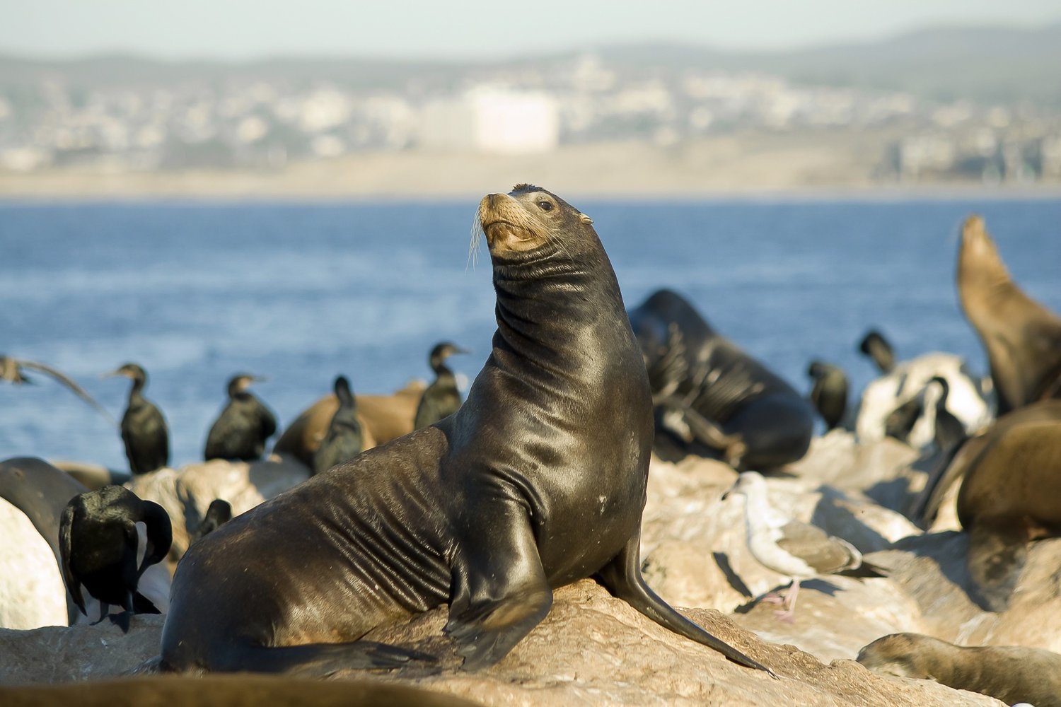 San Diego: Whale Watching Tour - Flagship Cruises & Events