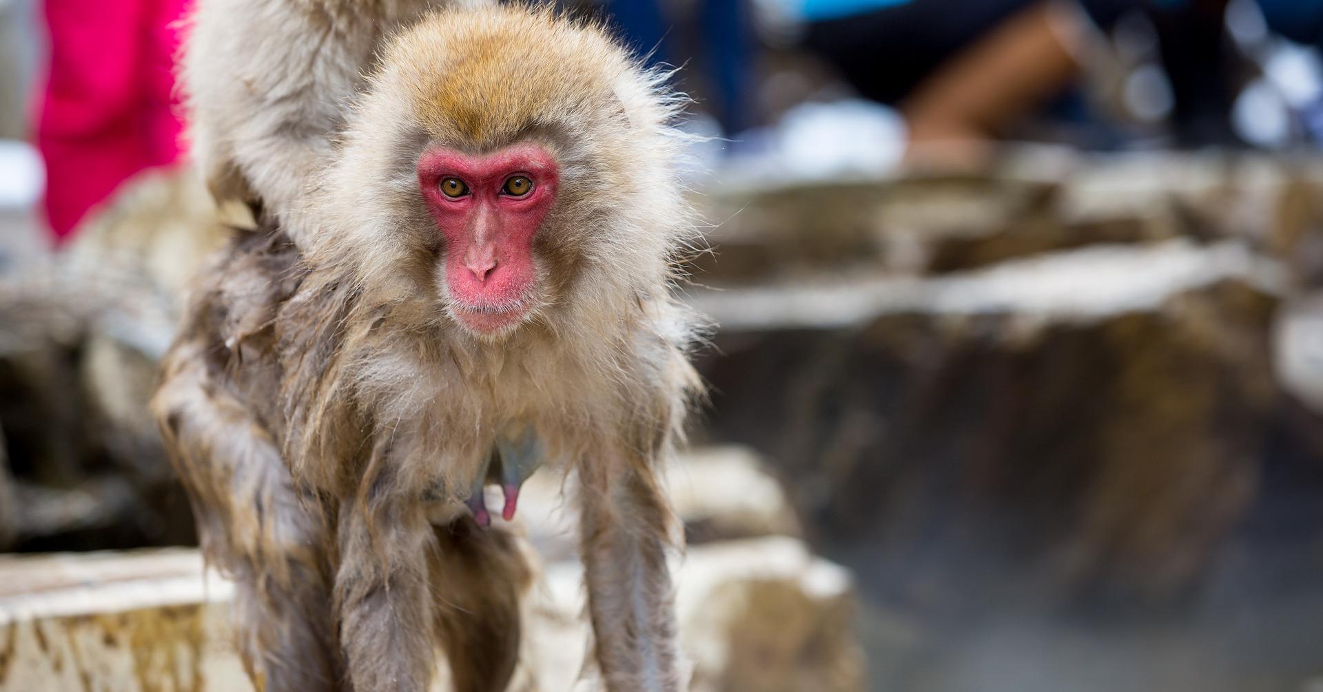 Nagano Snow Monkey & Zenkoji Temple Private Day Tour from Tokyo
