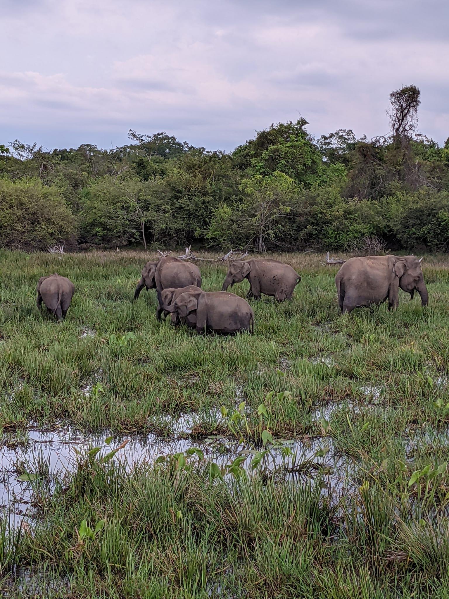 Full-Day Wilpattu National Park Safari Adventure