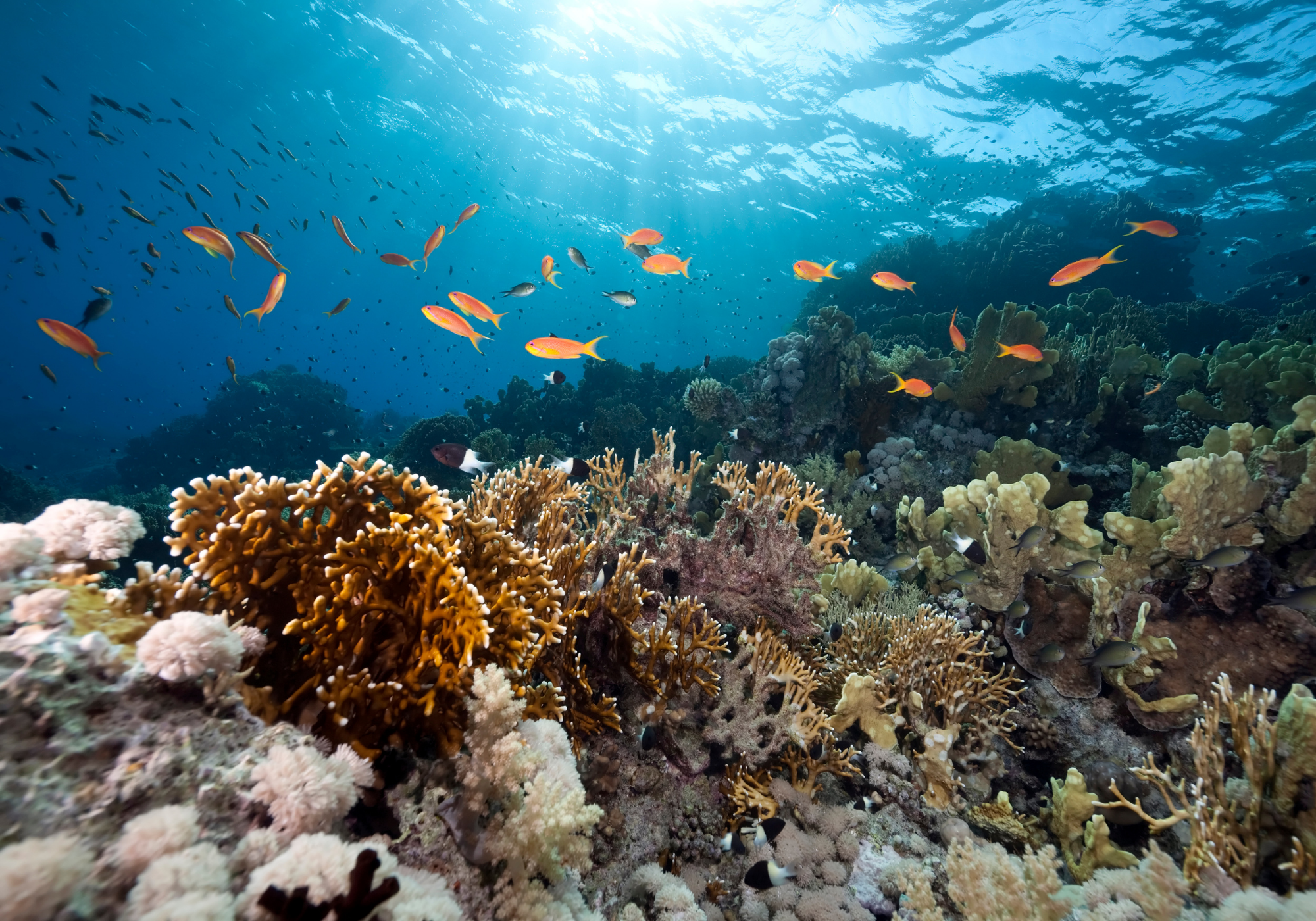 Concha Perla Snorkeling Adventure