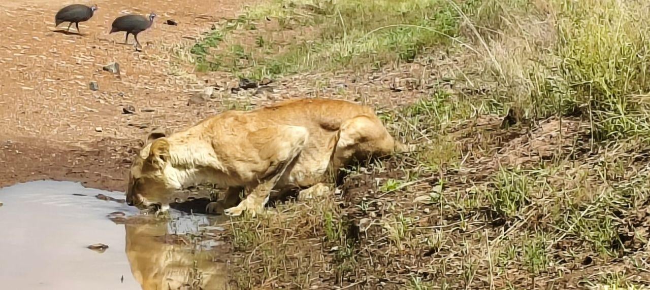 Nairobi Safari: National Park, Elephant Orphanage & Giraffe Center