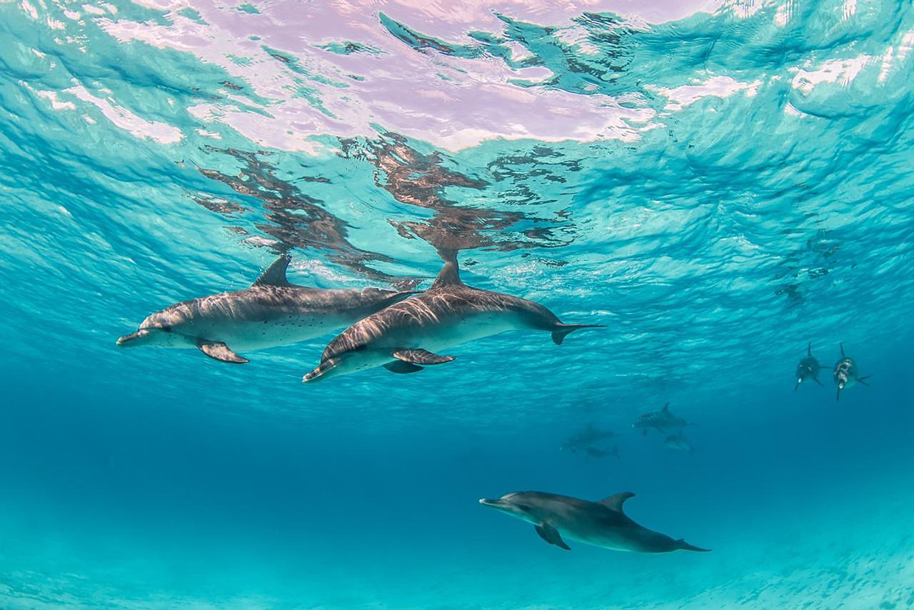 Ras Mohammed Luxury Dive Cruise from Sharm El Sheikh with Lunch
