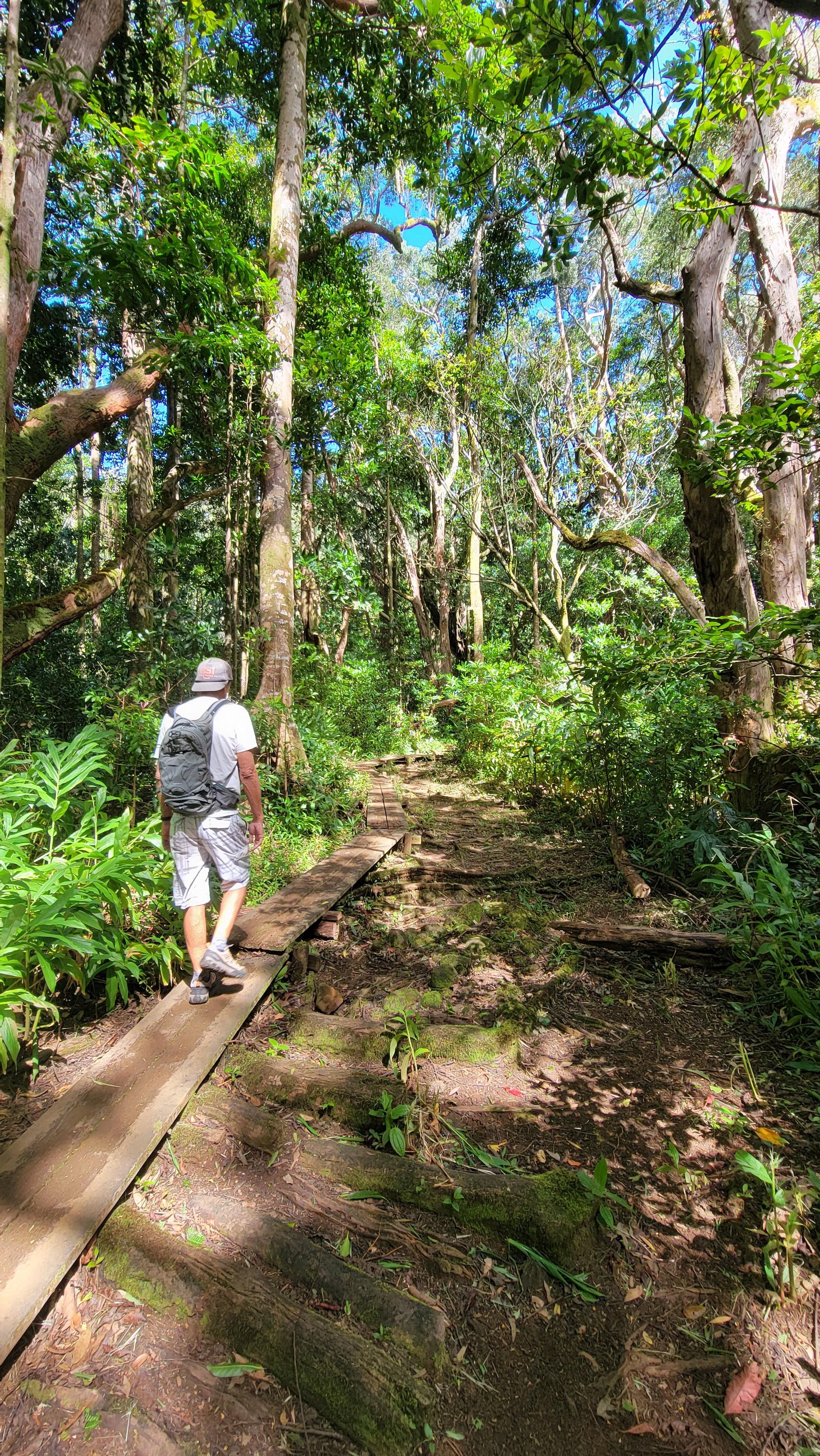 Honolulu Volcanic Rainforest Trek