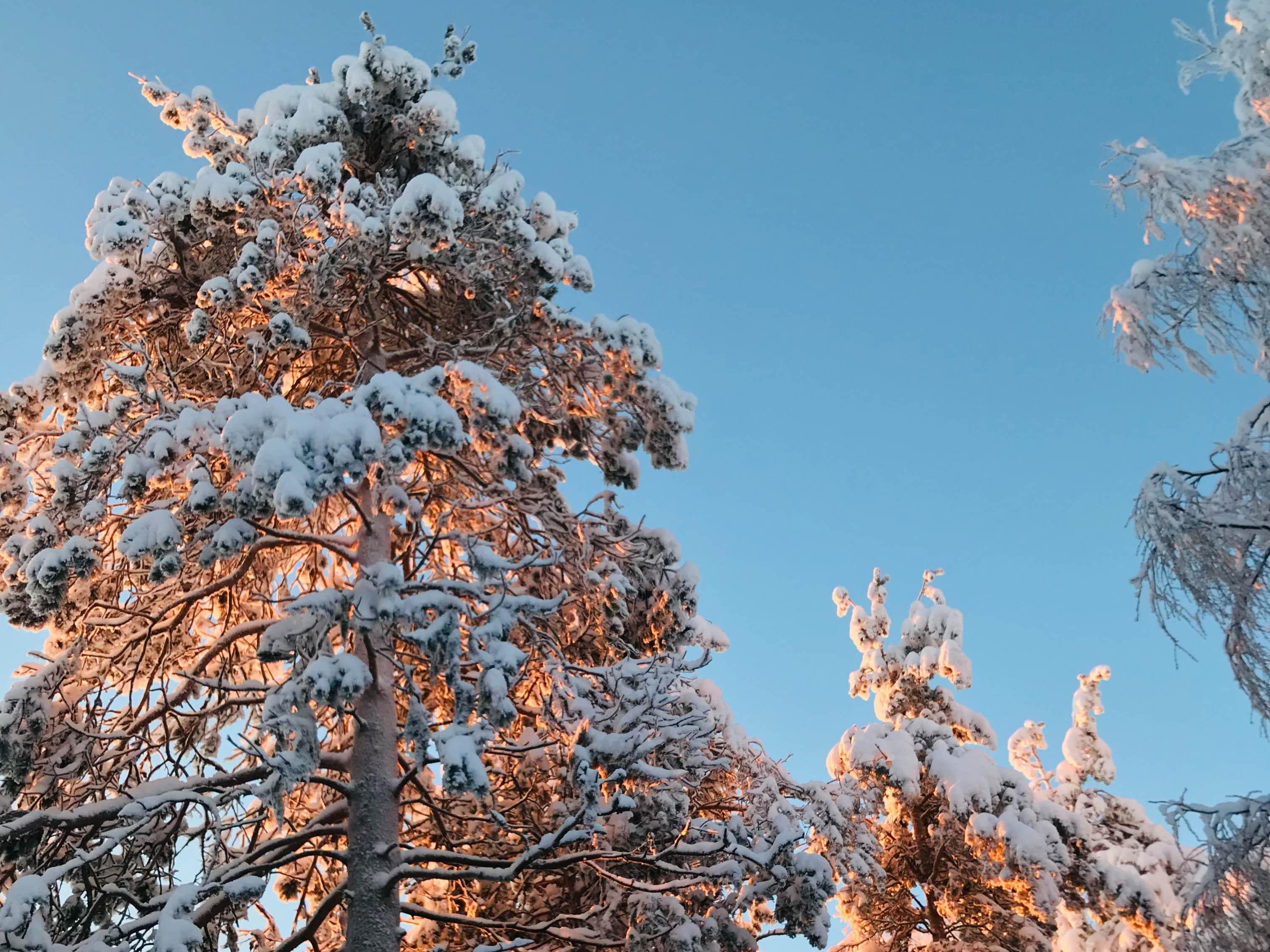 Rovaniemi to Ranua Zoo: Guided Arctic Wildlife Day Trip