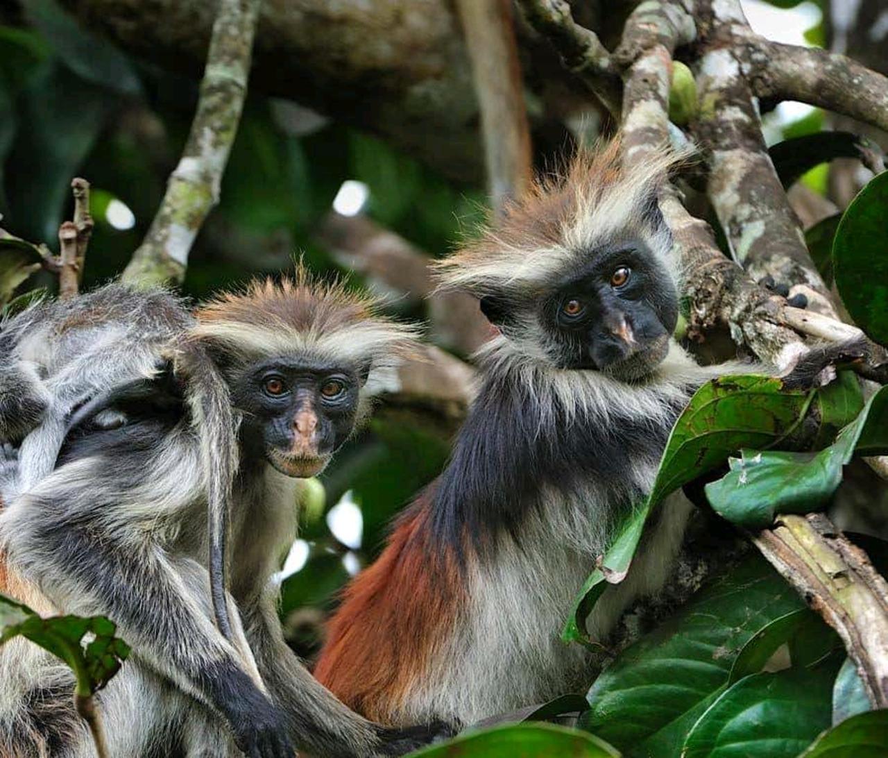 Zanzibar Jozani Forest Wildlife & Nature Tour