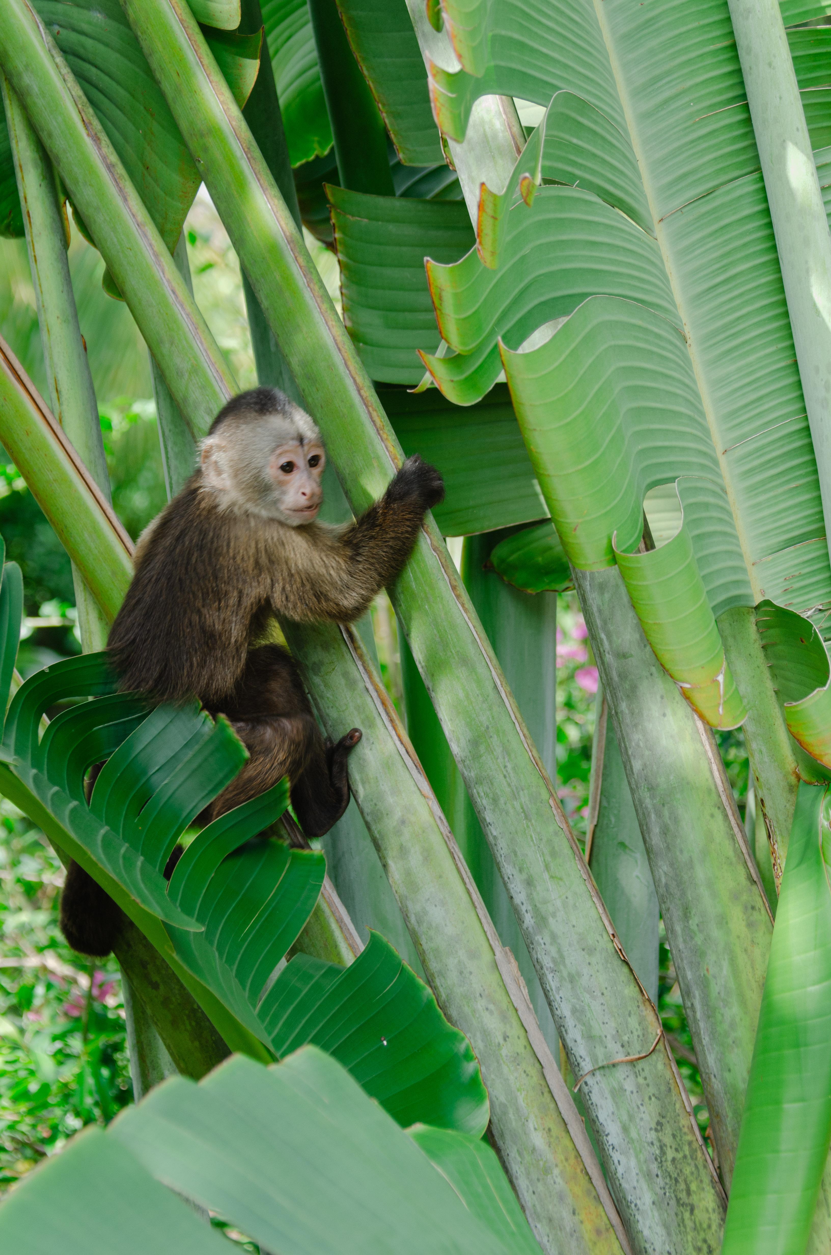 Monkey House VIP – Punta Cana Nature & Wildlife Experience