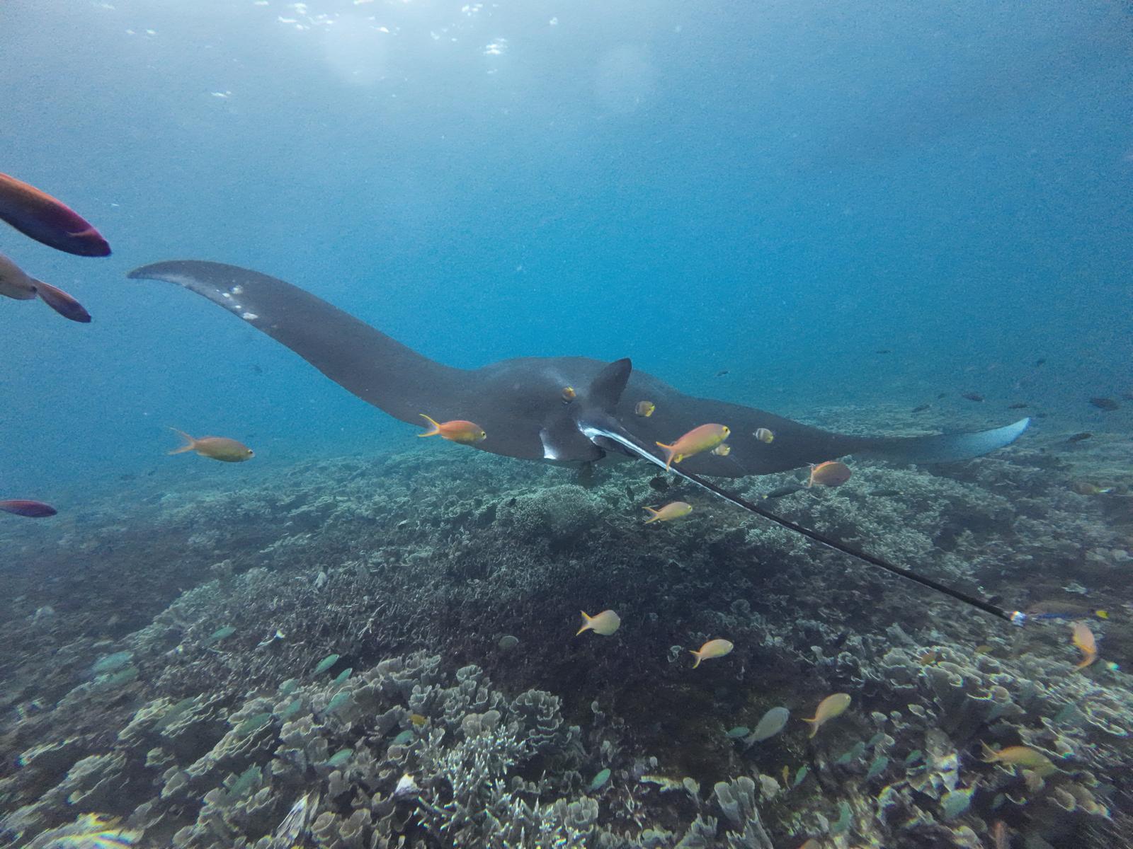 Labuan Bajo: Full-Day Komodo National Park Explorer