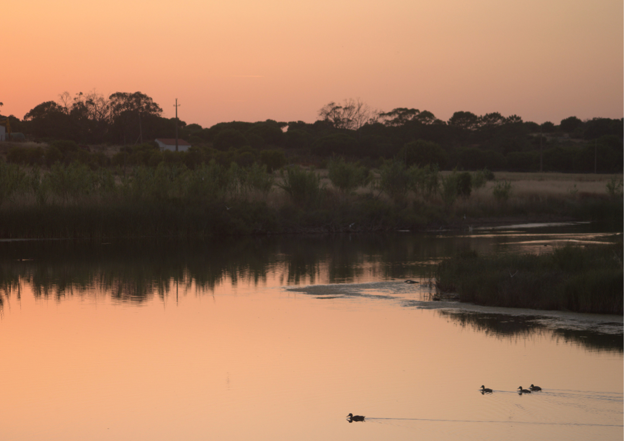 Faro: Ria Formosa Sunset Birdwatching & Ecology Walk