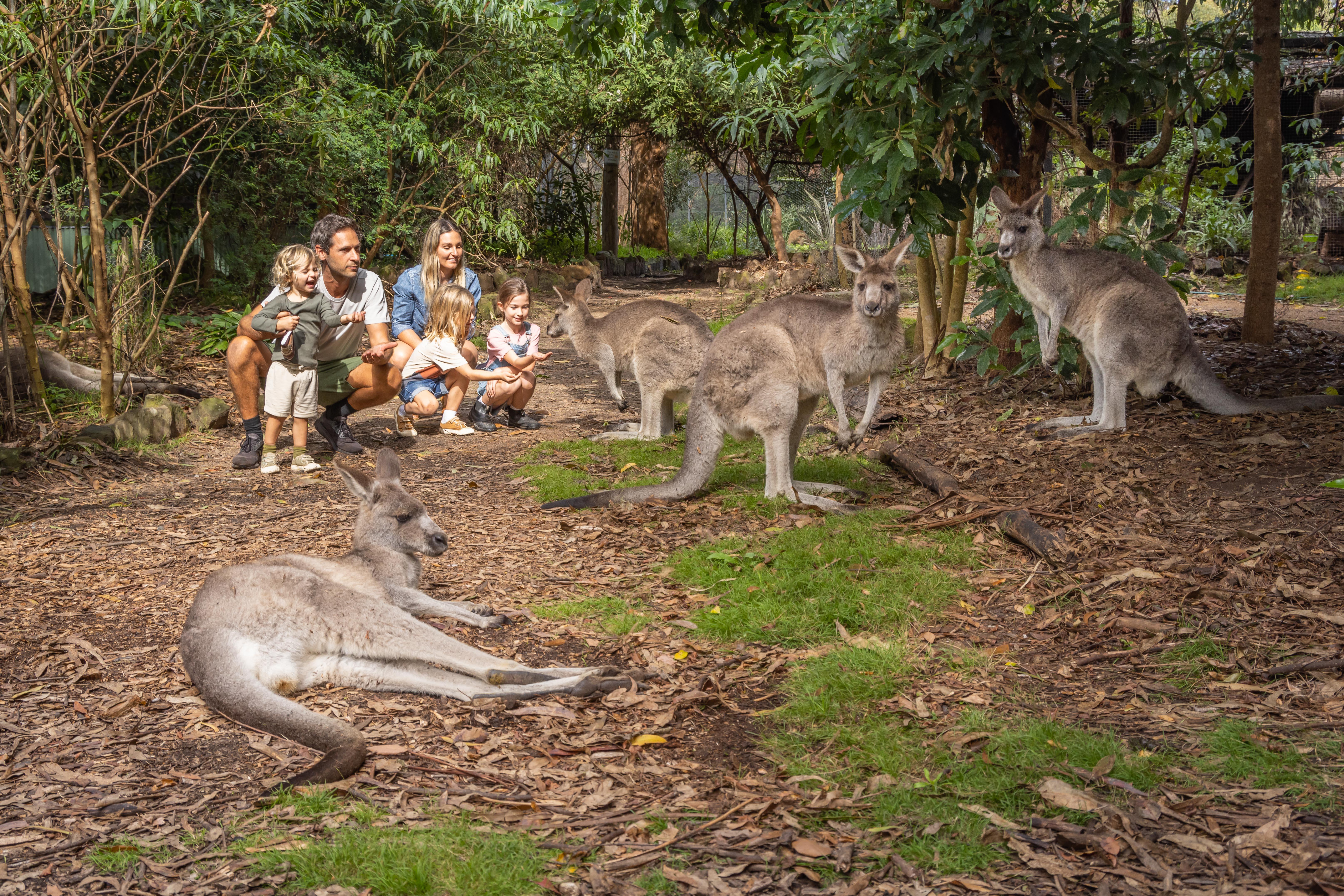 Panboola Wetlands & Potoroo Palace Wildlife Tour from Eden