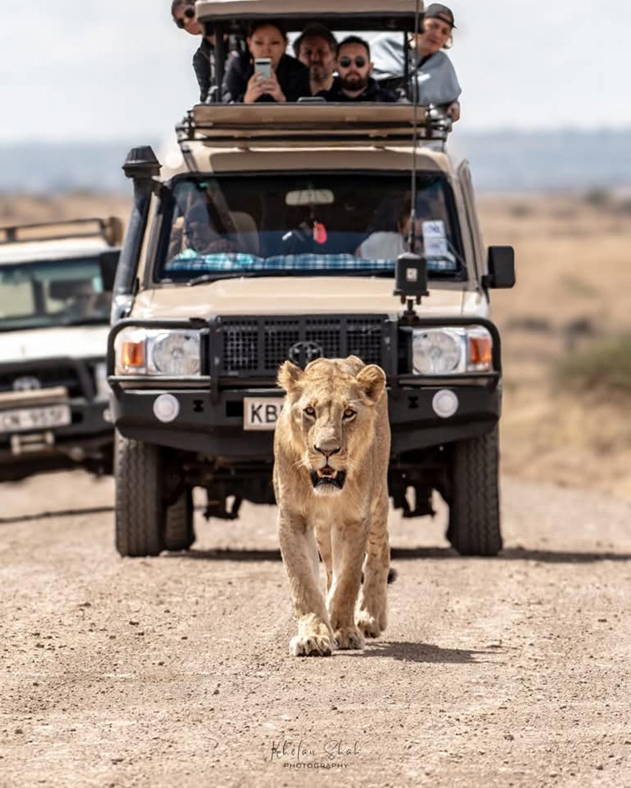 Nairobi National Park Half-Day Wildlife Safari