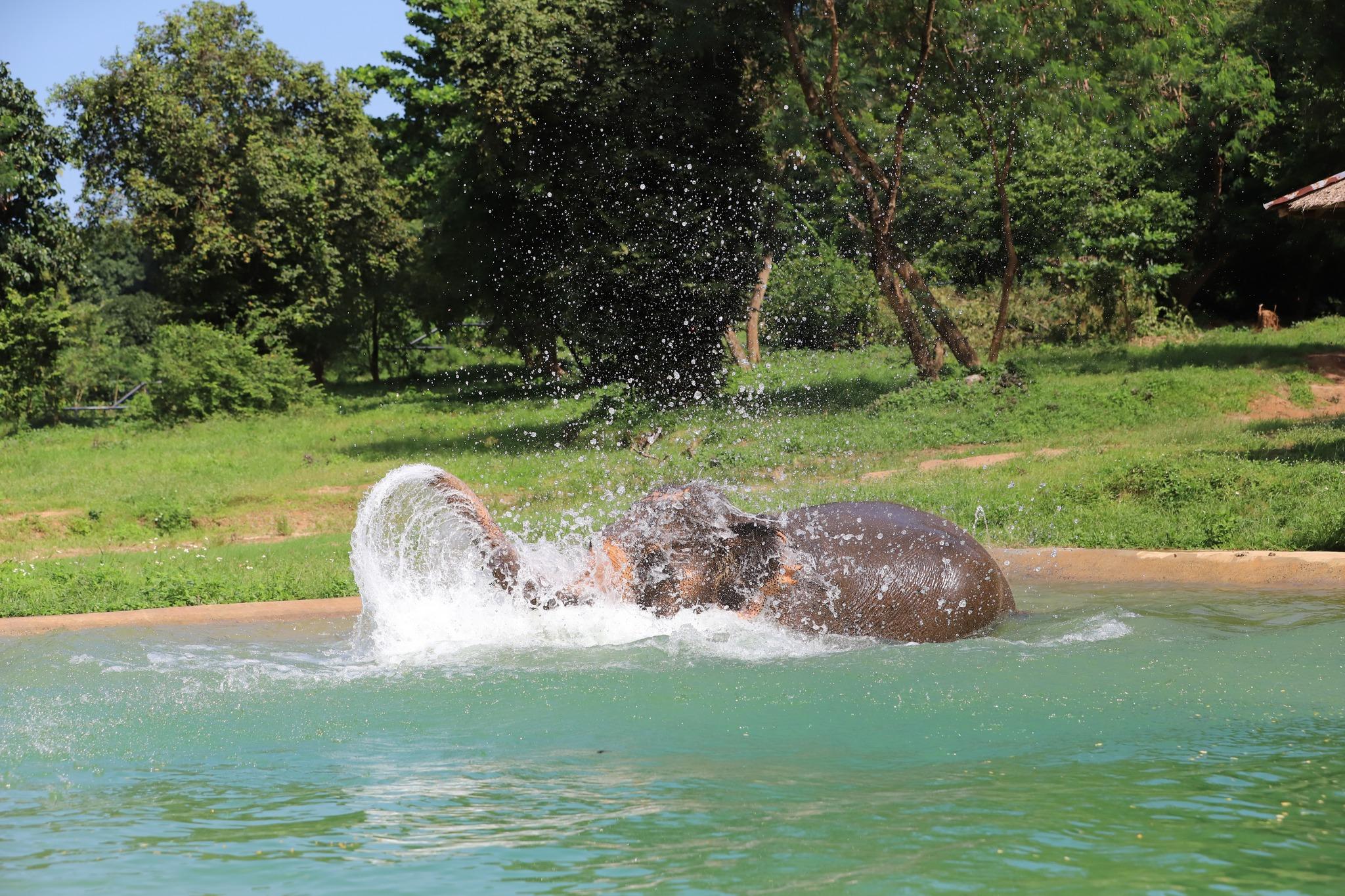 Samui Ethical Elephant Sanctuary Half-Day Experience
