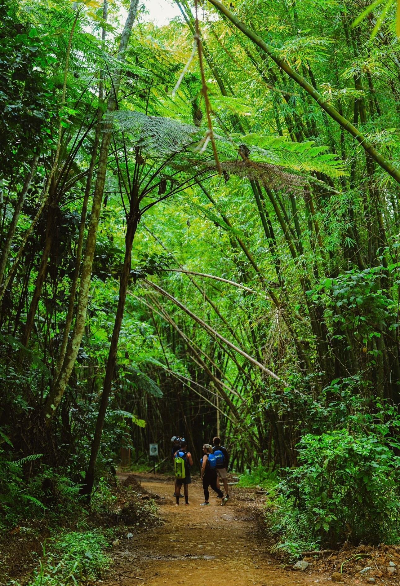 El Yunque Rainforest Waterfall & Waterslide Adventure