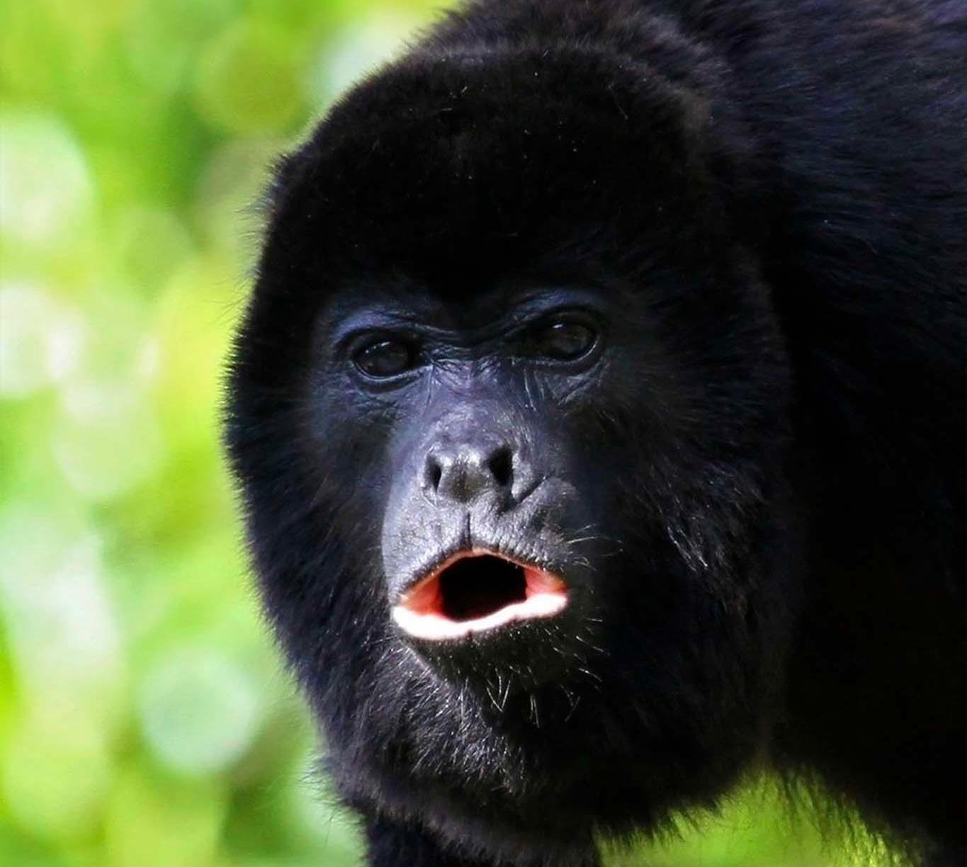 Manuel Antonio National Park: Naturalist-Led Wildlife Walking Tour