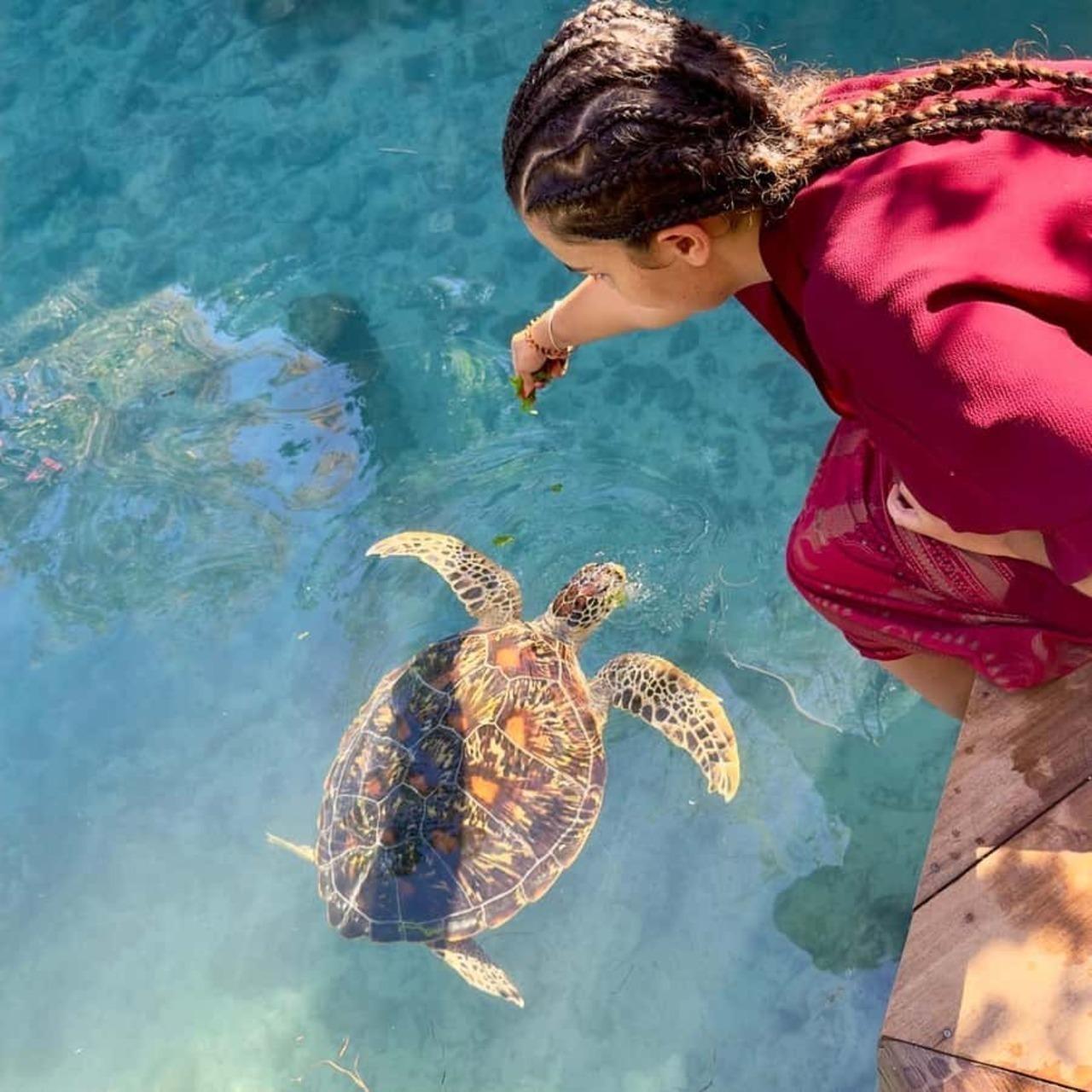 Zanzibar Sea Turtle Swim at Baraka Aquarium, Nungwi
