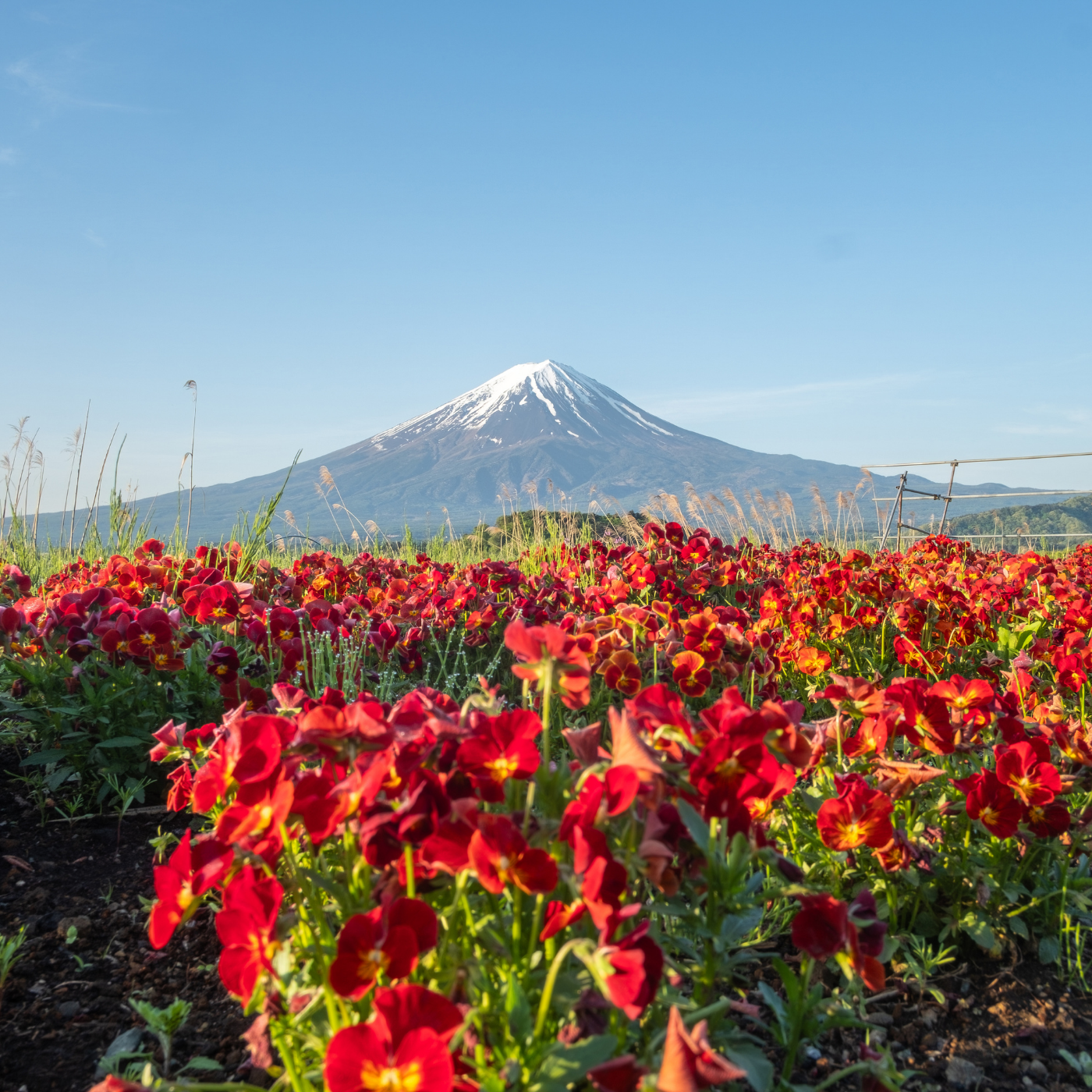 Private Mount Fuji & Hakone Day Tour from Tokyo