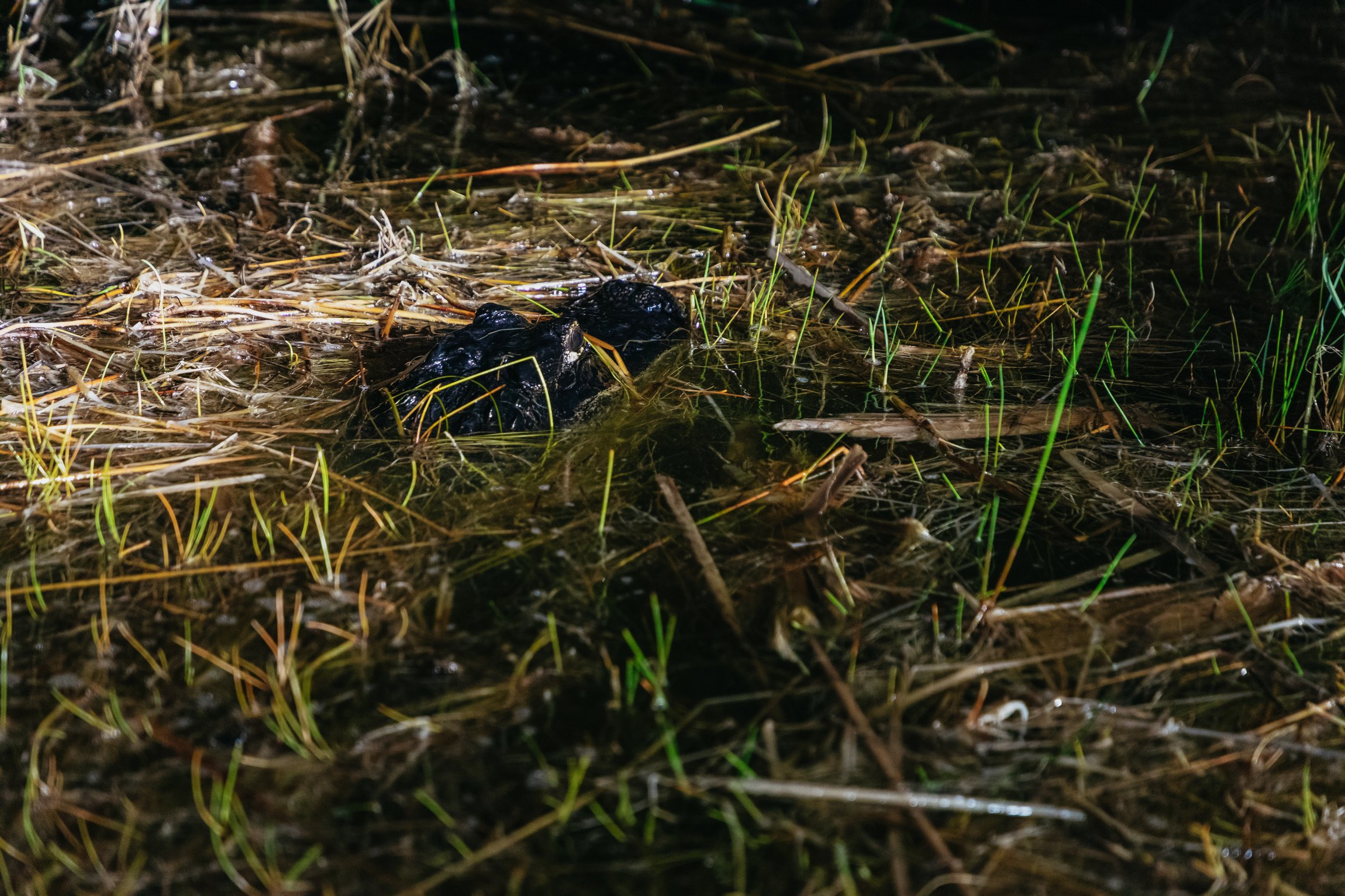Everglades After-Dark Airboat Adventure