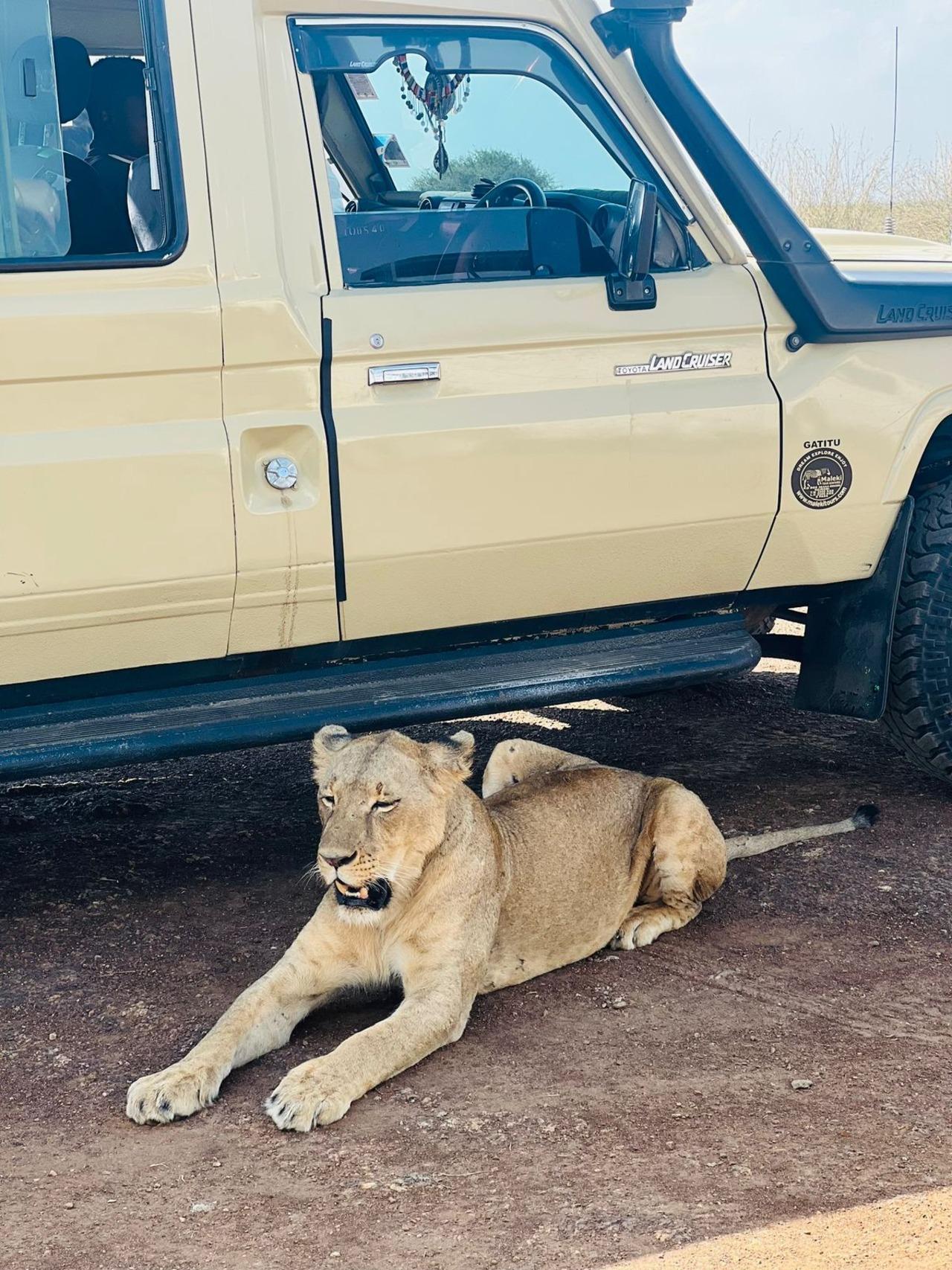 Nairobi National Park Half-Day Wildlife Safari