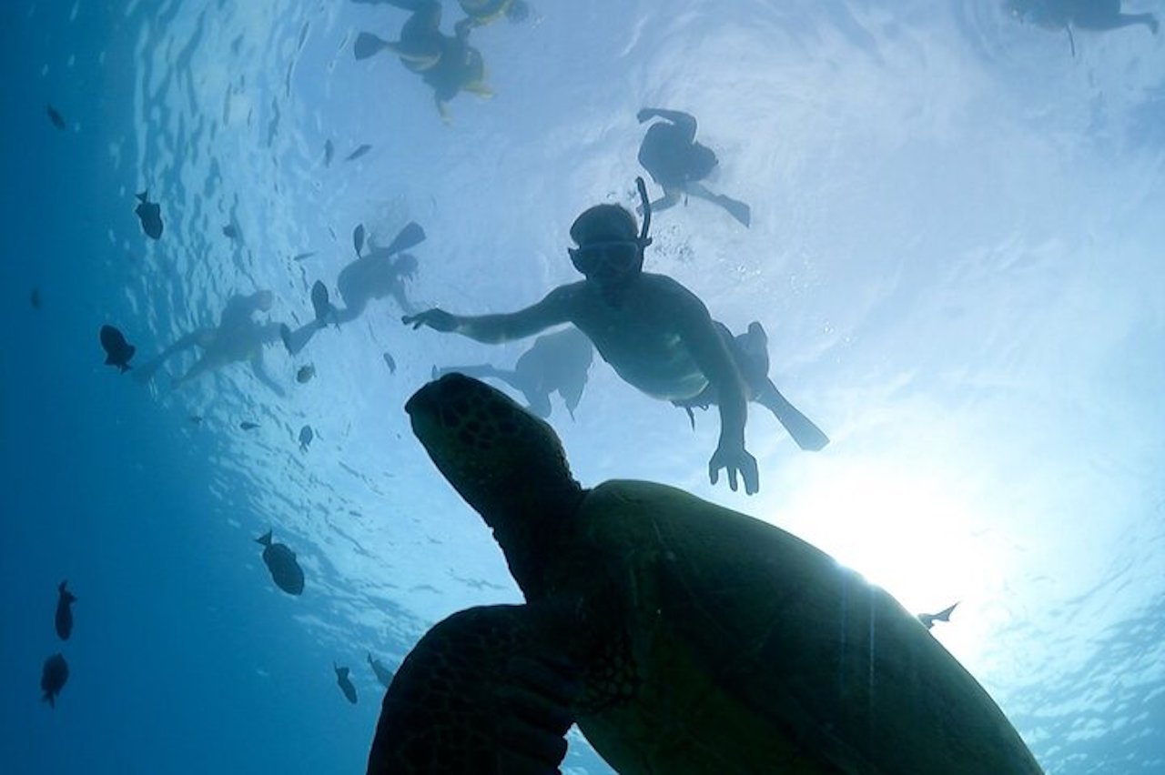 Waikiki Catamaran Snorkel Cruise with Sea Turtles