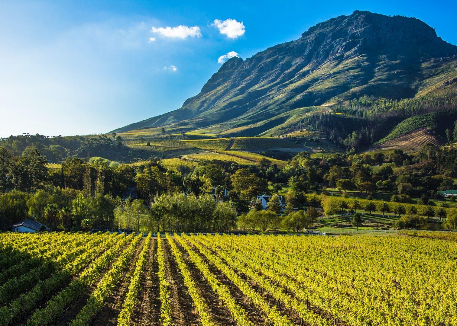 Private Stellenbosch Wine Tour with Tastings & Pairings