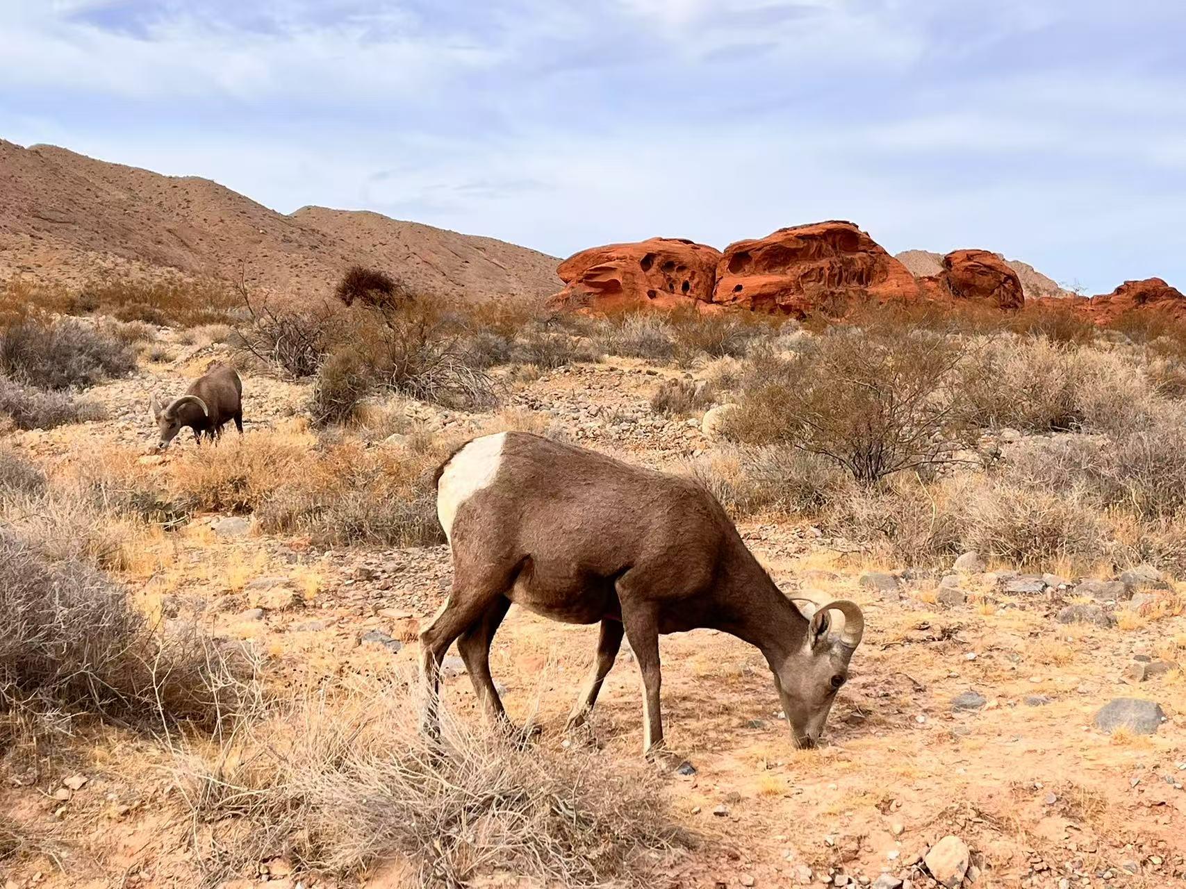 Valley of Fire from Las Vegas - red Aztec sandstone formations — image 3